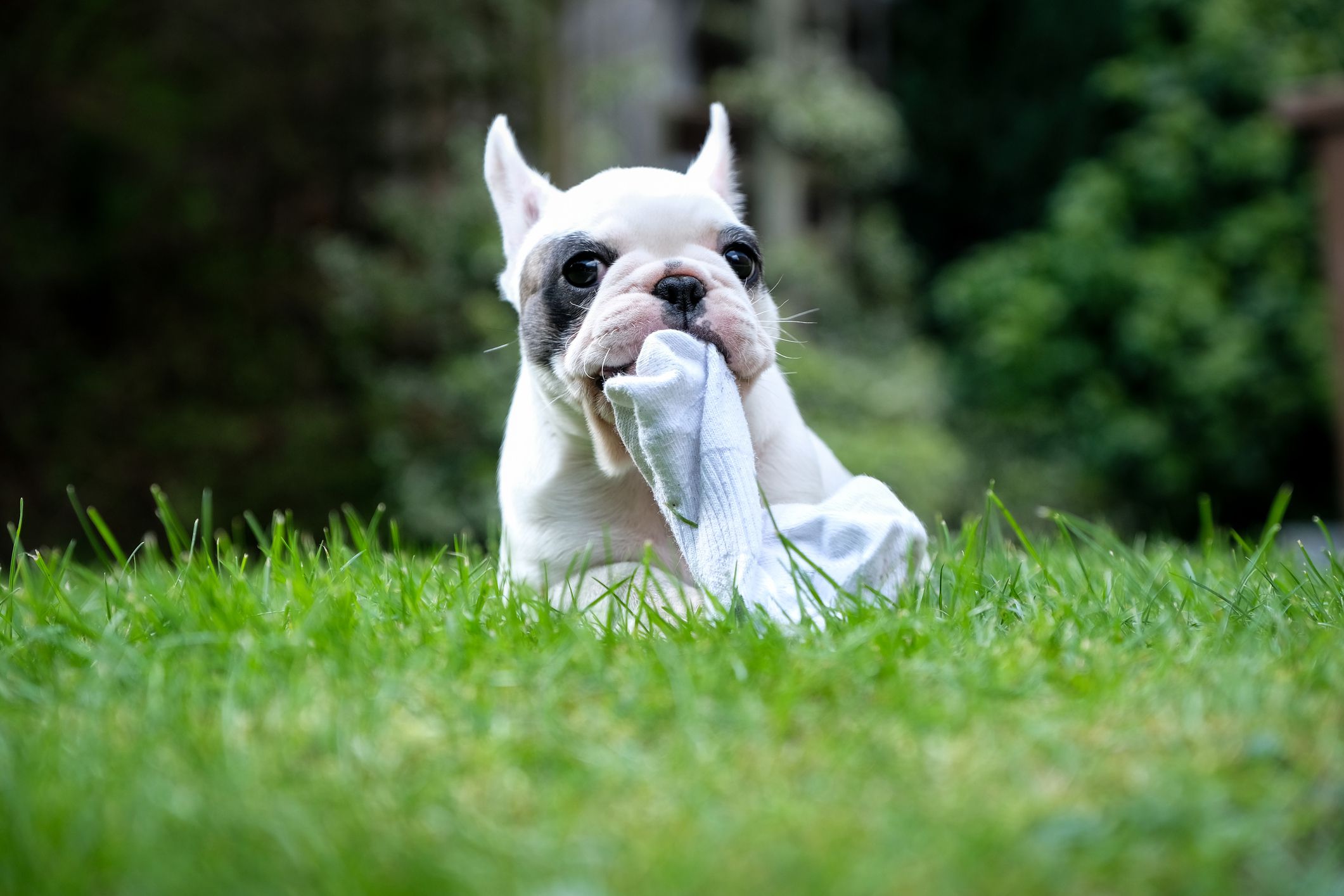 Close up of Pied French Bulldog puppy chewing on a piece of sock