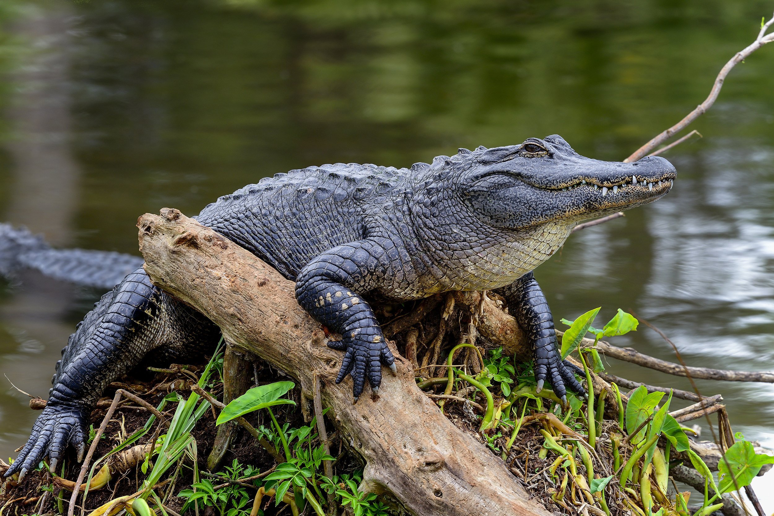 alligator laying on edge of river