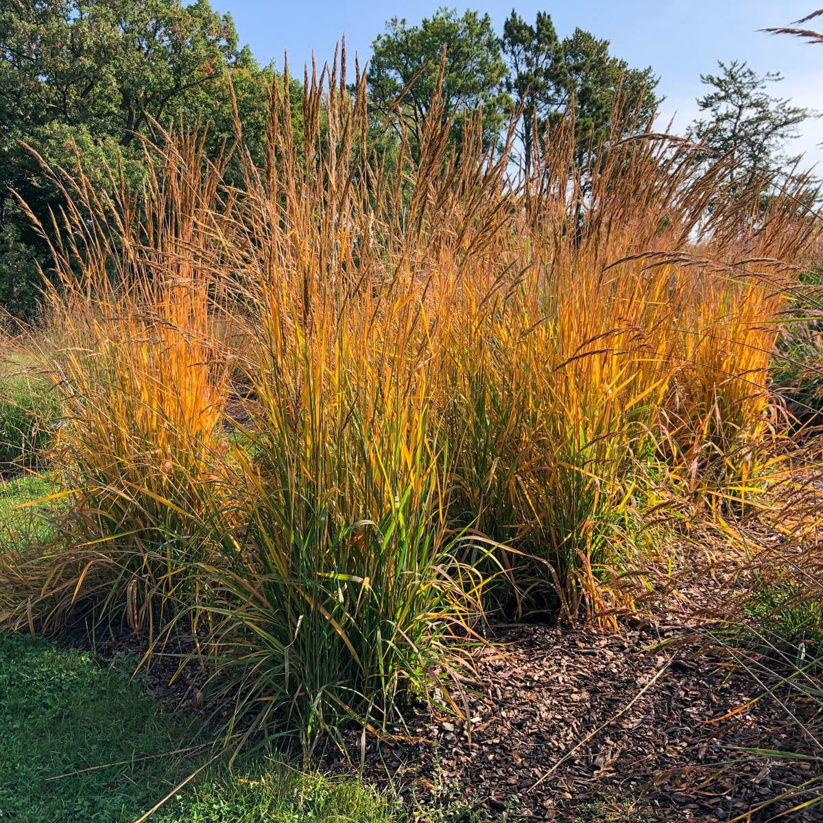 Breck's Golden Sunset Yellow Grass Dormant Starter Plant
