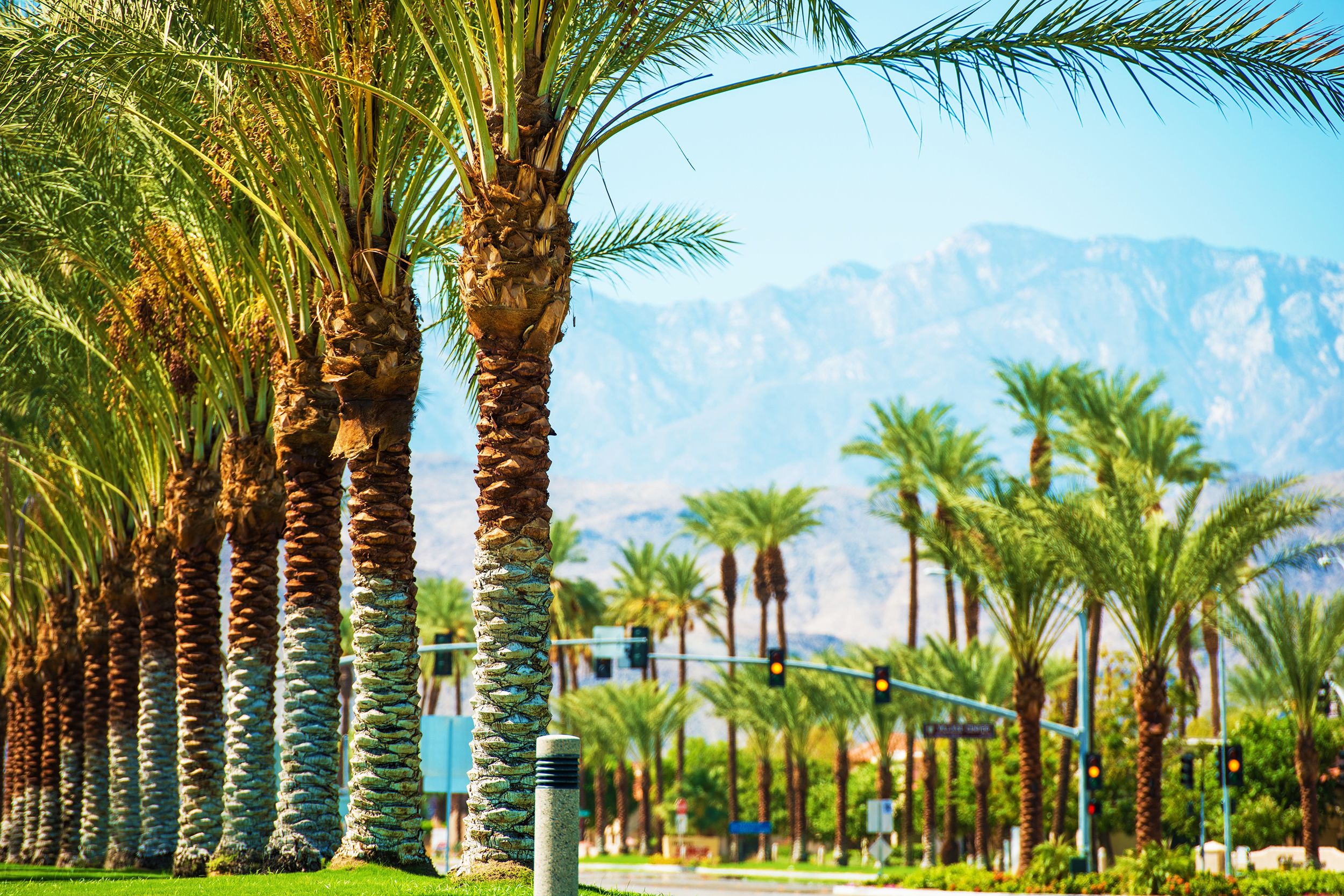 Closeup of palm trees lining Palms Road, Coachella Valley in Indian Wells, California with other side of palm tree lined road and mountains in the distance