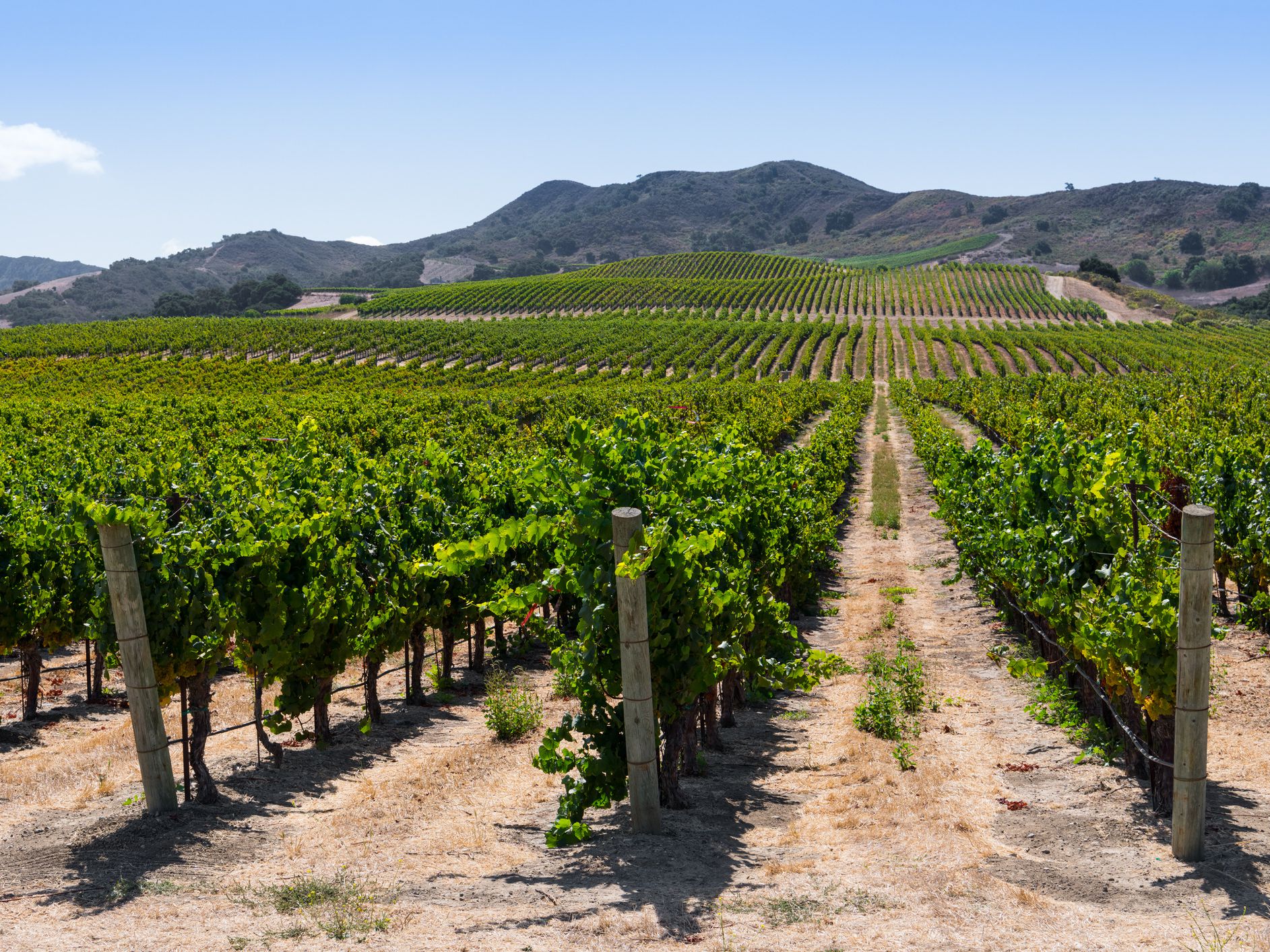 Rows of grapevines in vineyards curving over hills in the Santa Ynez Valley near Buellton, California