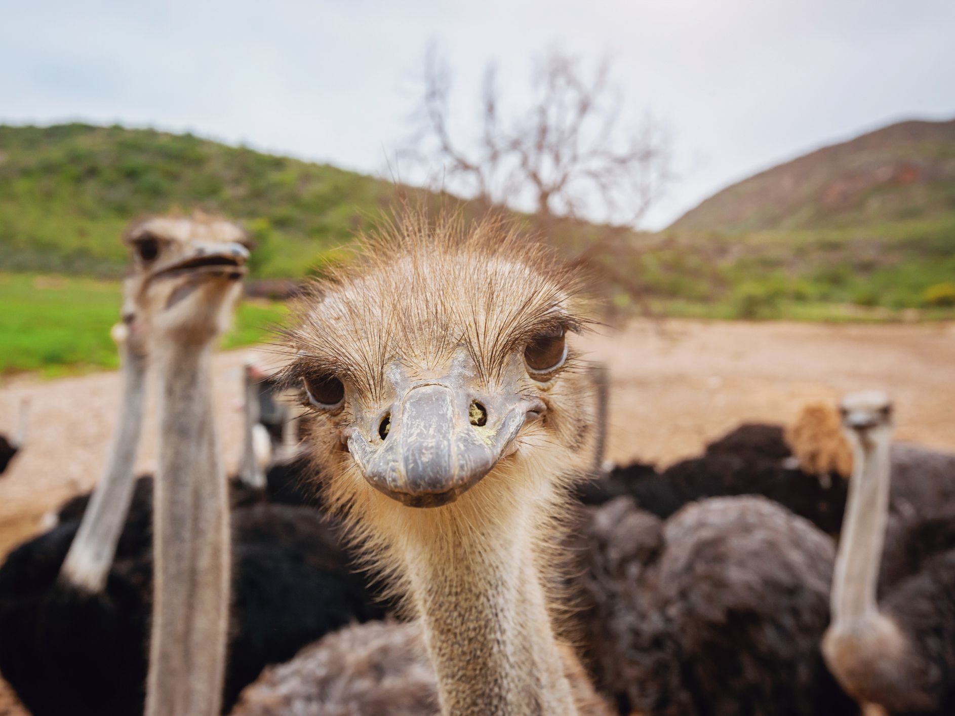 Funny, curious, nosy Ostrich looking directly towards the camera. Animal Portrait, South Africa.