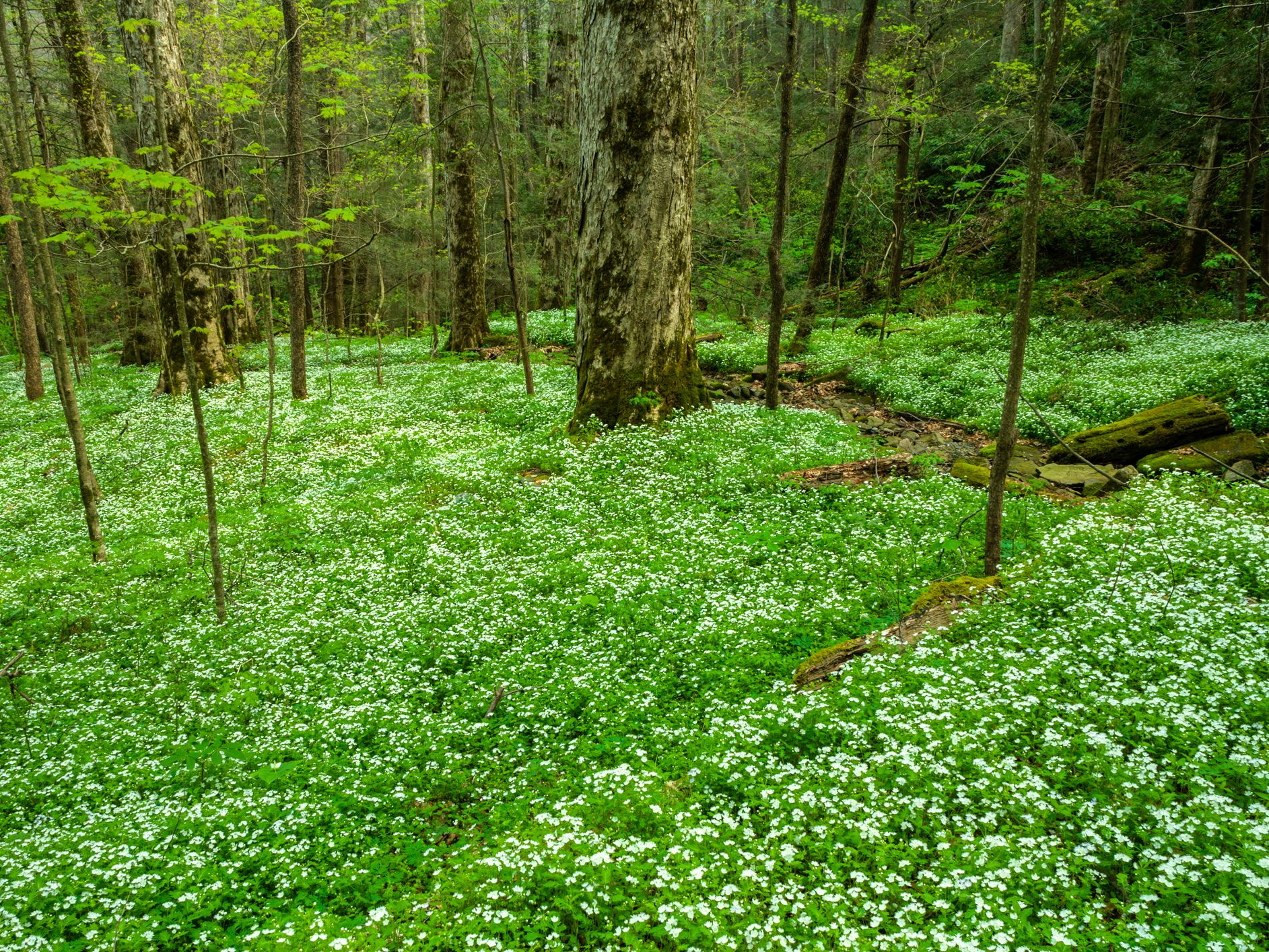 Spring, Chimneys Area, Great Smoky Mountains National Park, TN