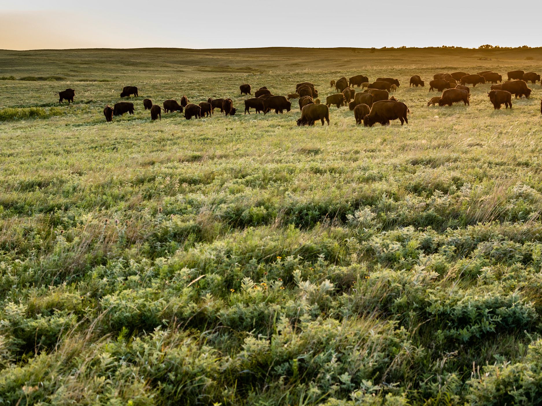 Herd of American Bison
