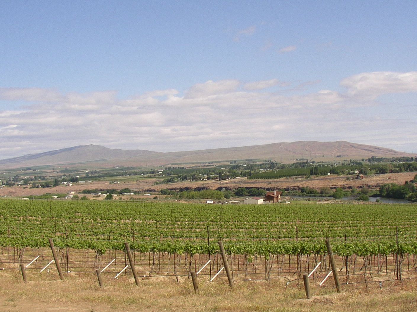 Rattlesnake Mountain beyond the Yakima River in Washington state. In the foreground are the Chandler Reach Vineyards in the Yakima Valley AVA.