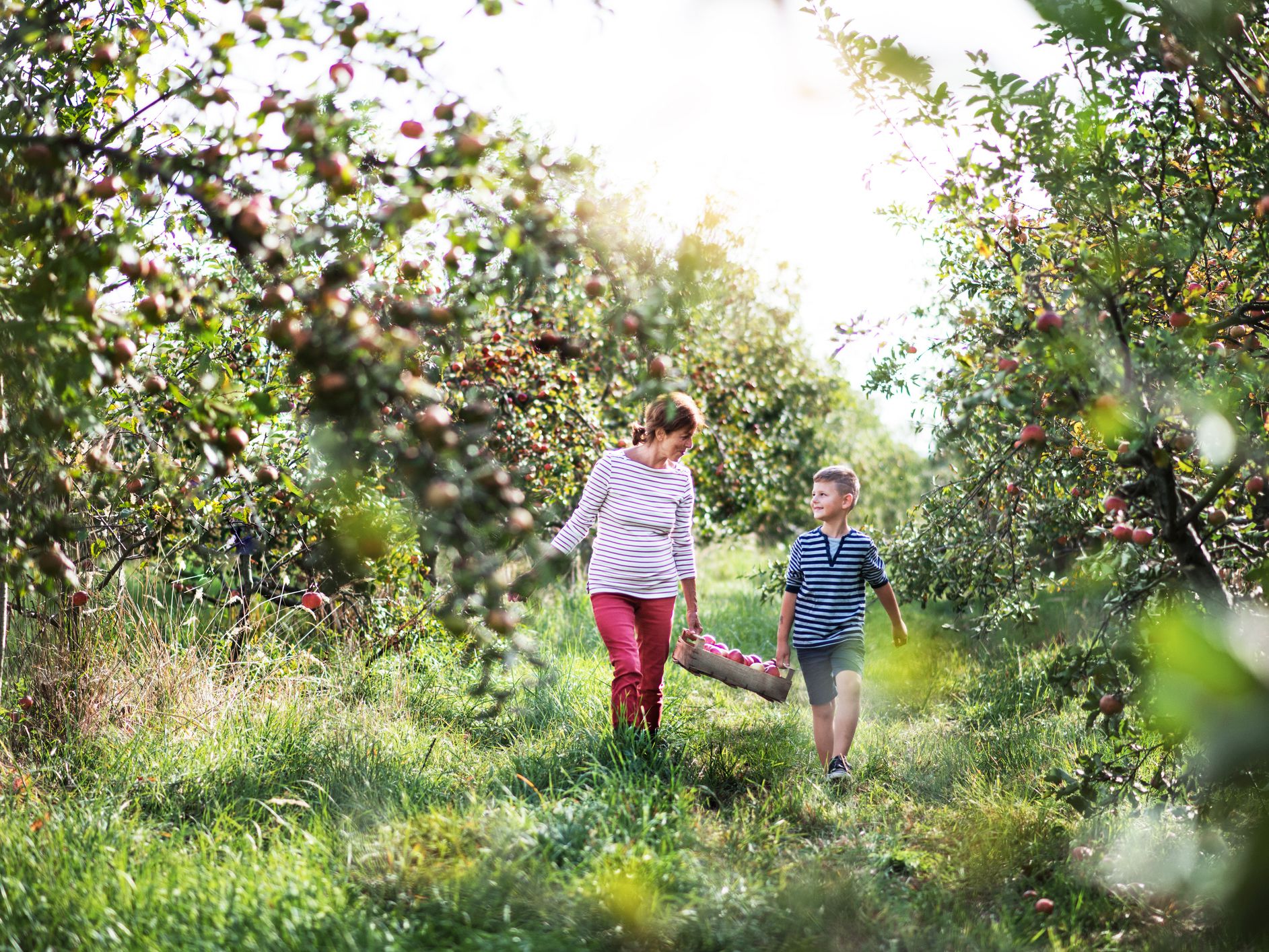 A senior grandmother with grandson carrying wooden box with apples in orchard.
