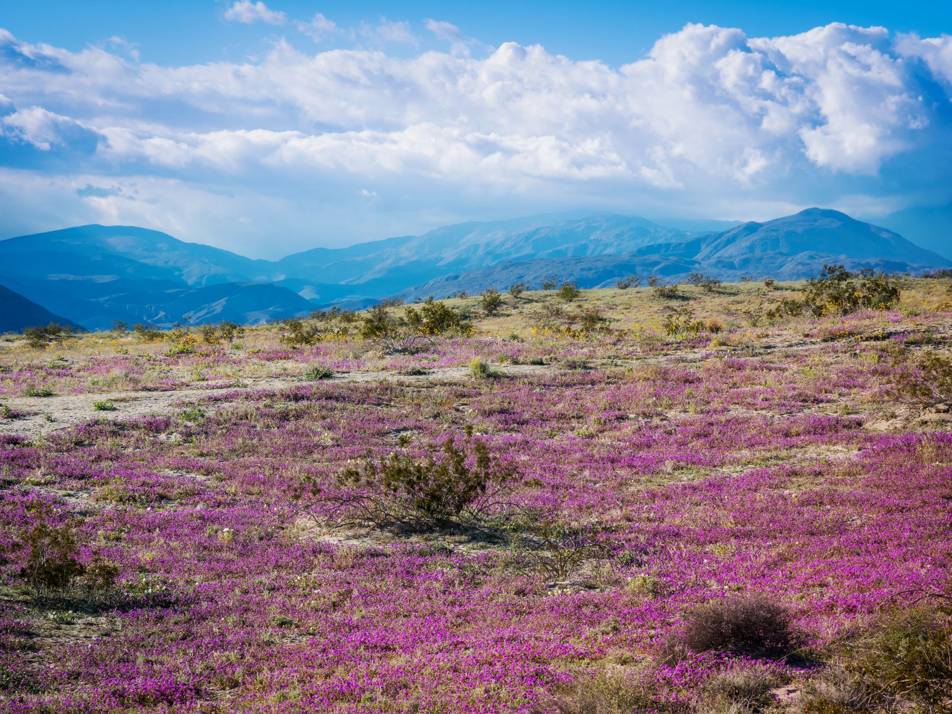Anza Borrego Desert State Park, California Wildflower Super Bloom 2019, near Borrego Springs.