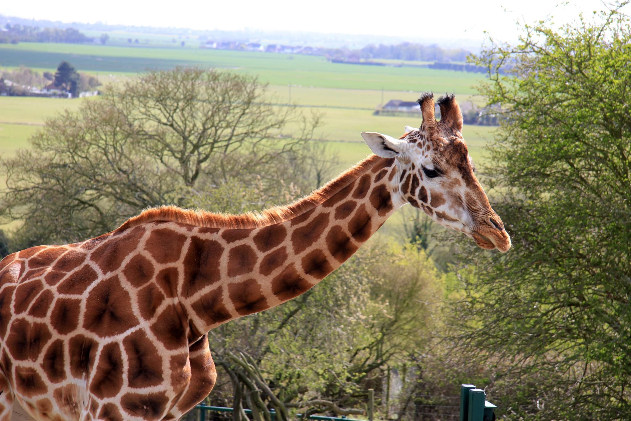 Close up of giraffe in Port Lympne Wild Animal Park