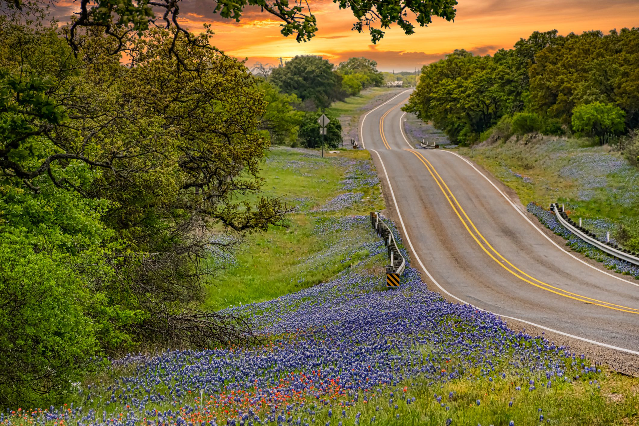 Spring sunset in Texas Hill Country, a road running through with bluebonnets blooming alongside