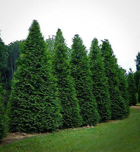 Daylily Nursery 6-14in Tall Green Giant Arborvitae Live Plant