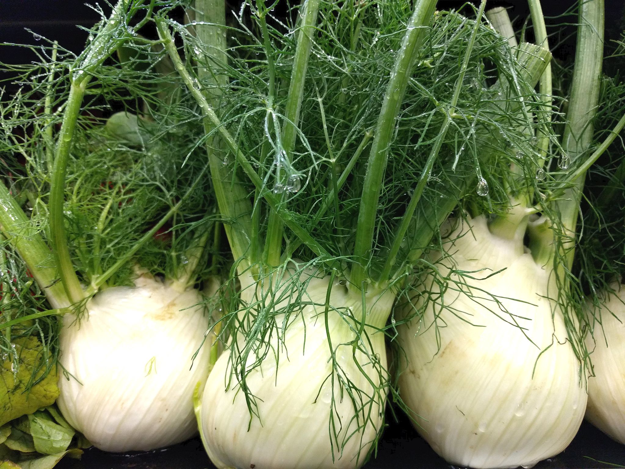 Fresh fennel