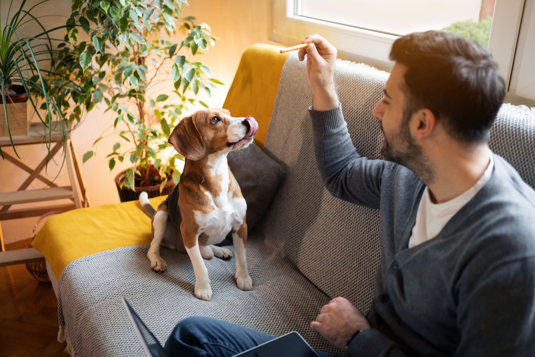 Caring Caucasian businessman, working on laptop while feeding his dog with a dog snack stick