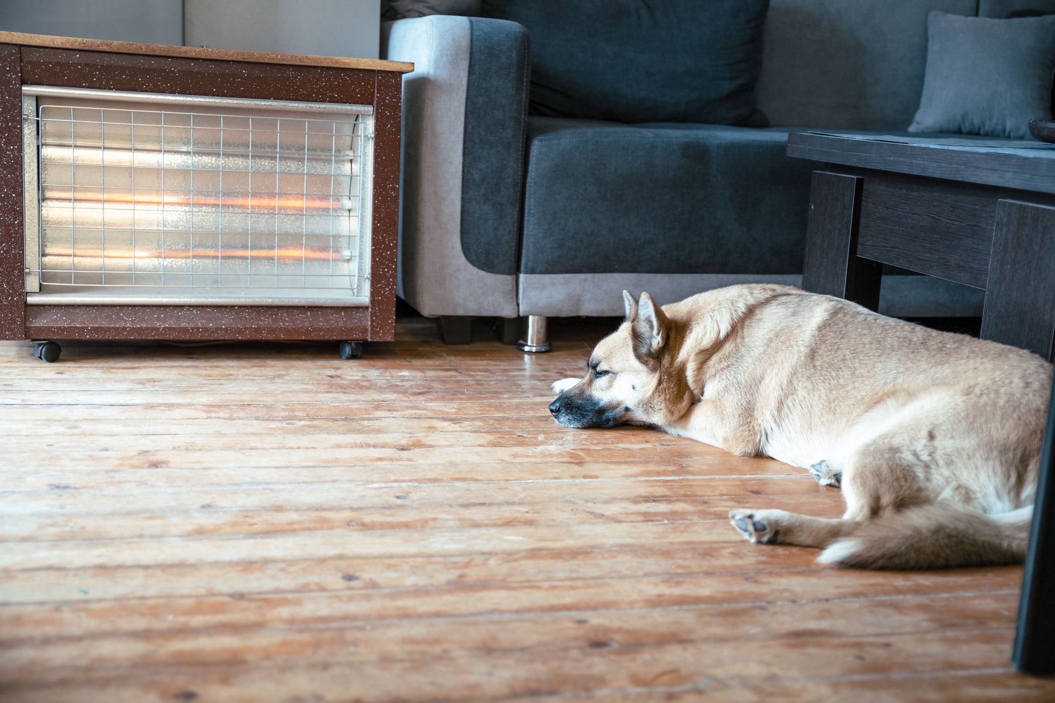 Dog laying on rustic hardwood floor warming on electric portable heater. Copy space