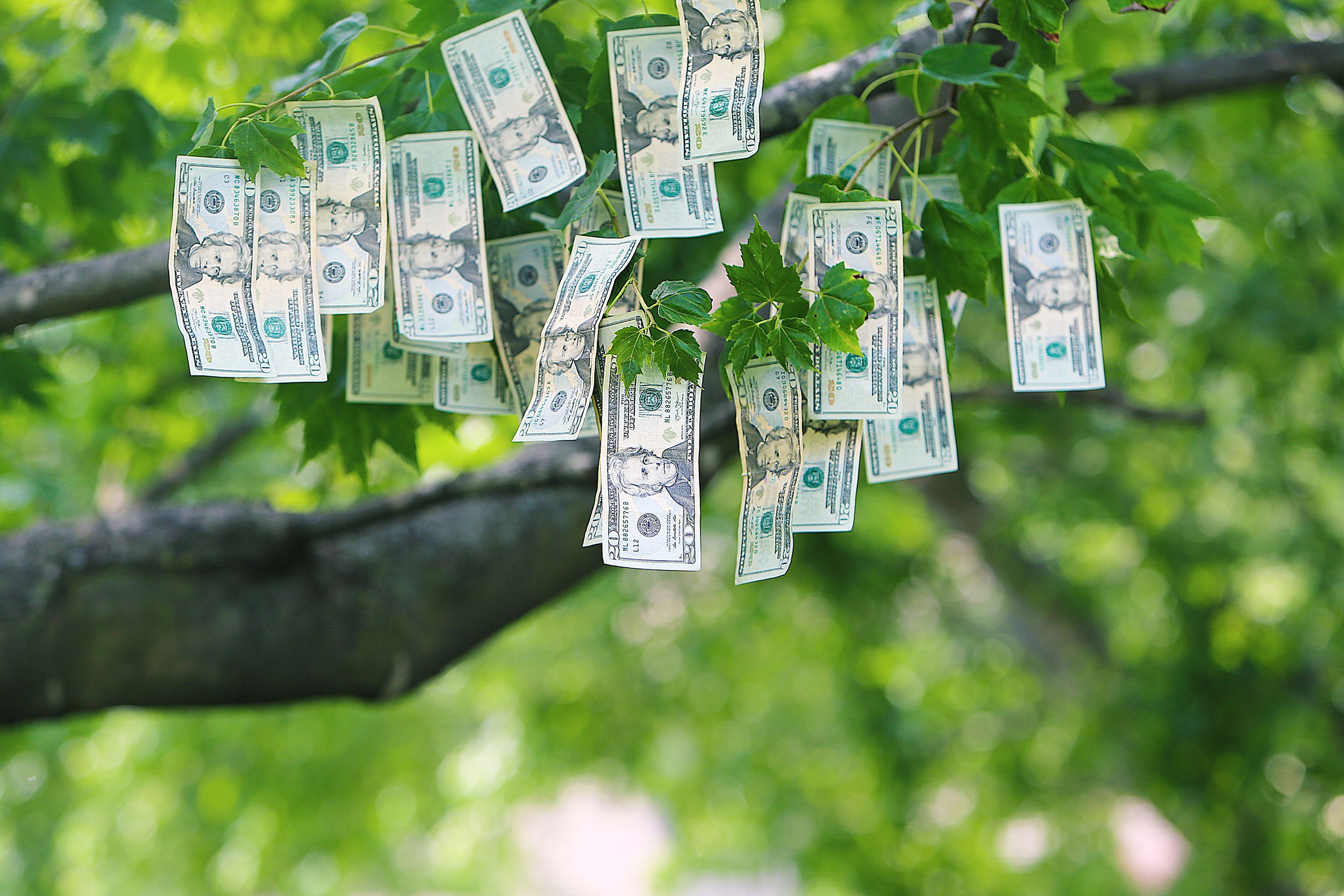 money growing on trees