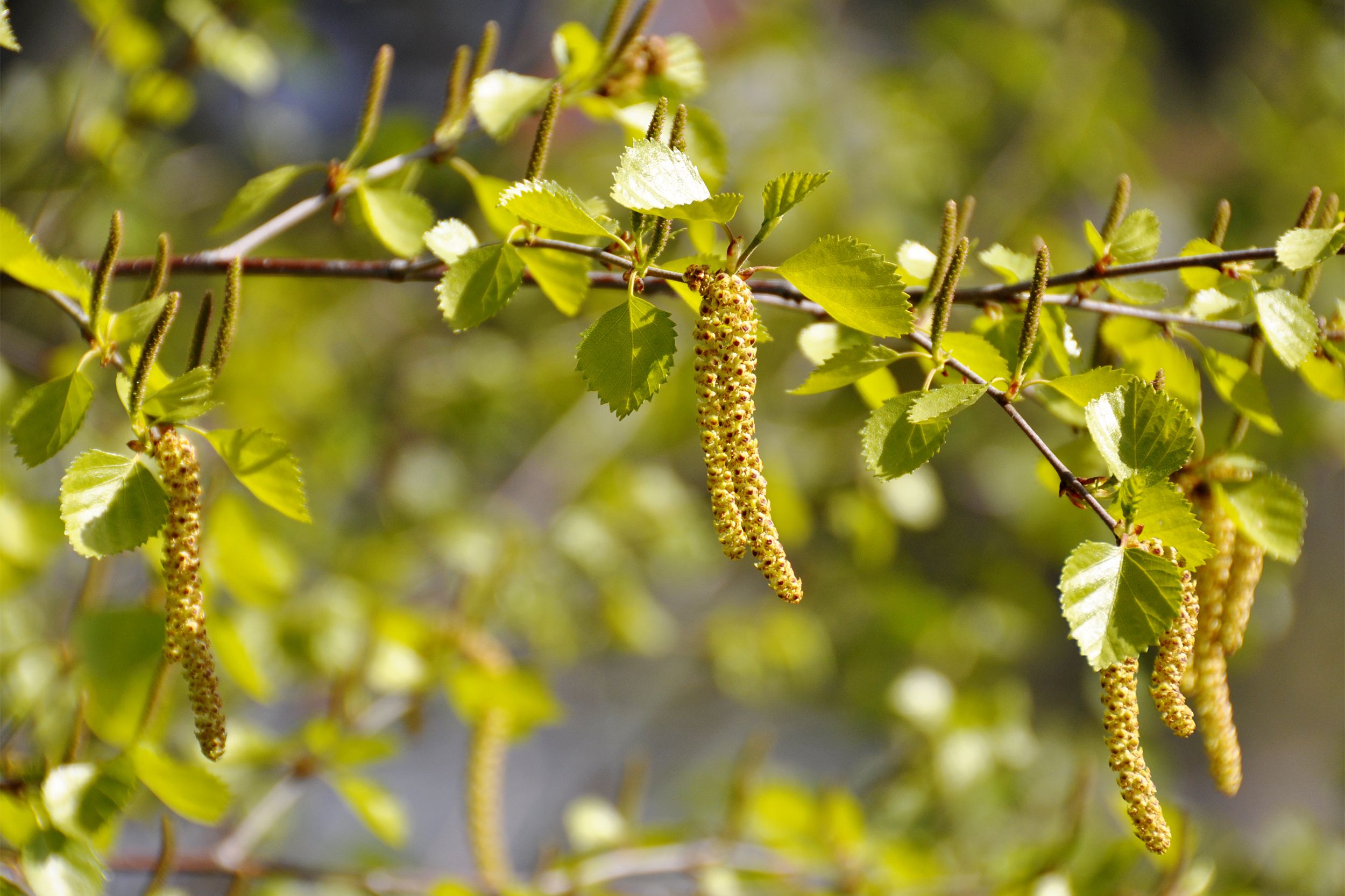 Tree with pollen