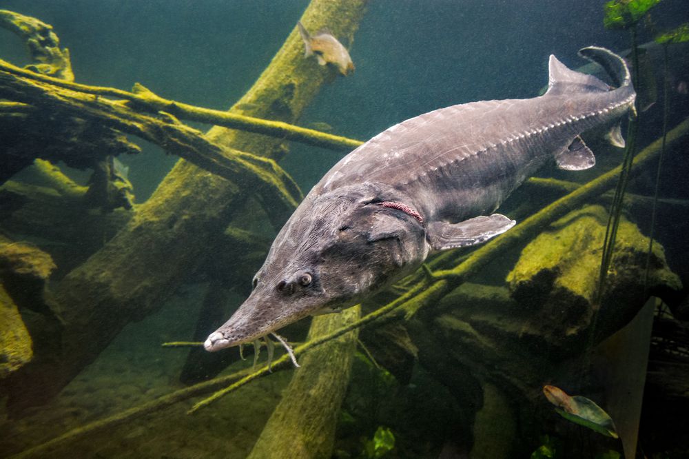 Large beluga sturgeon in lake