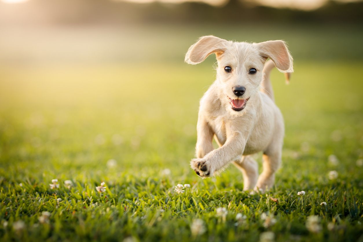 dog