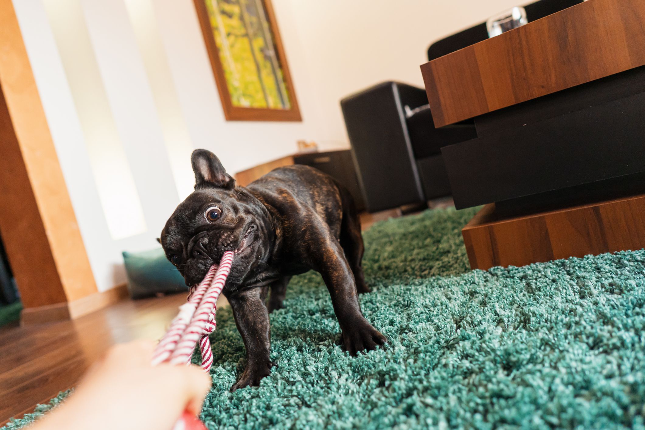 POV of French bulldog play with rope