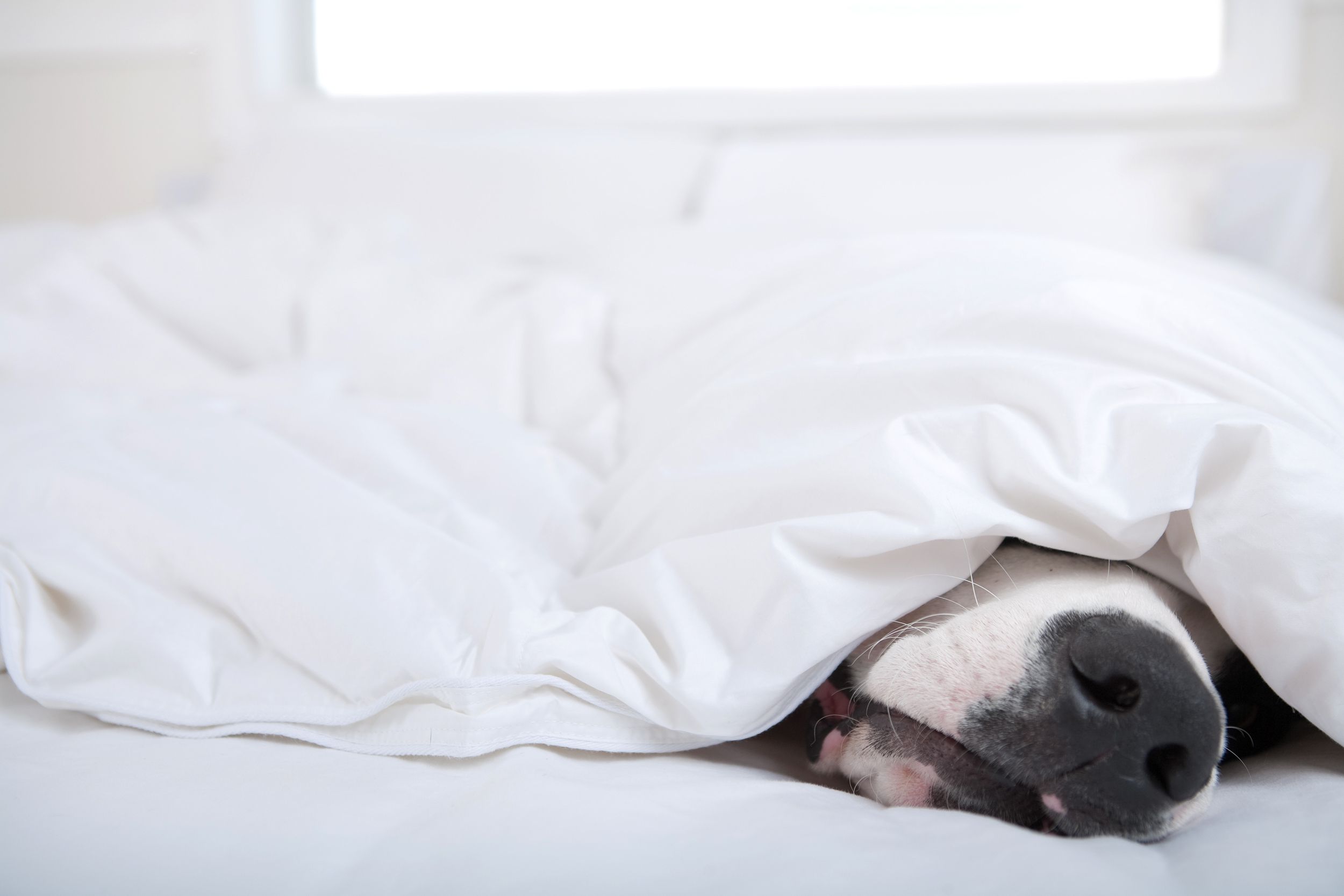dog great dane sleeping in bed