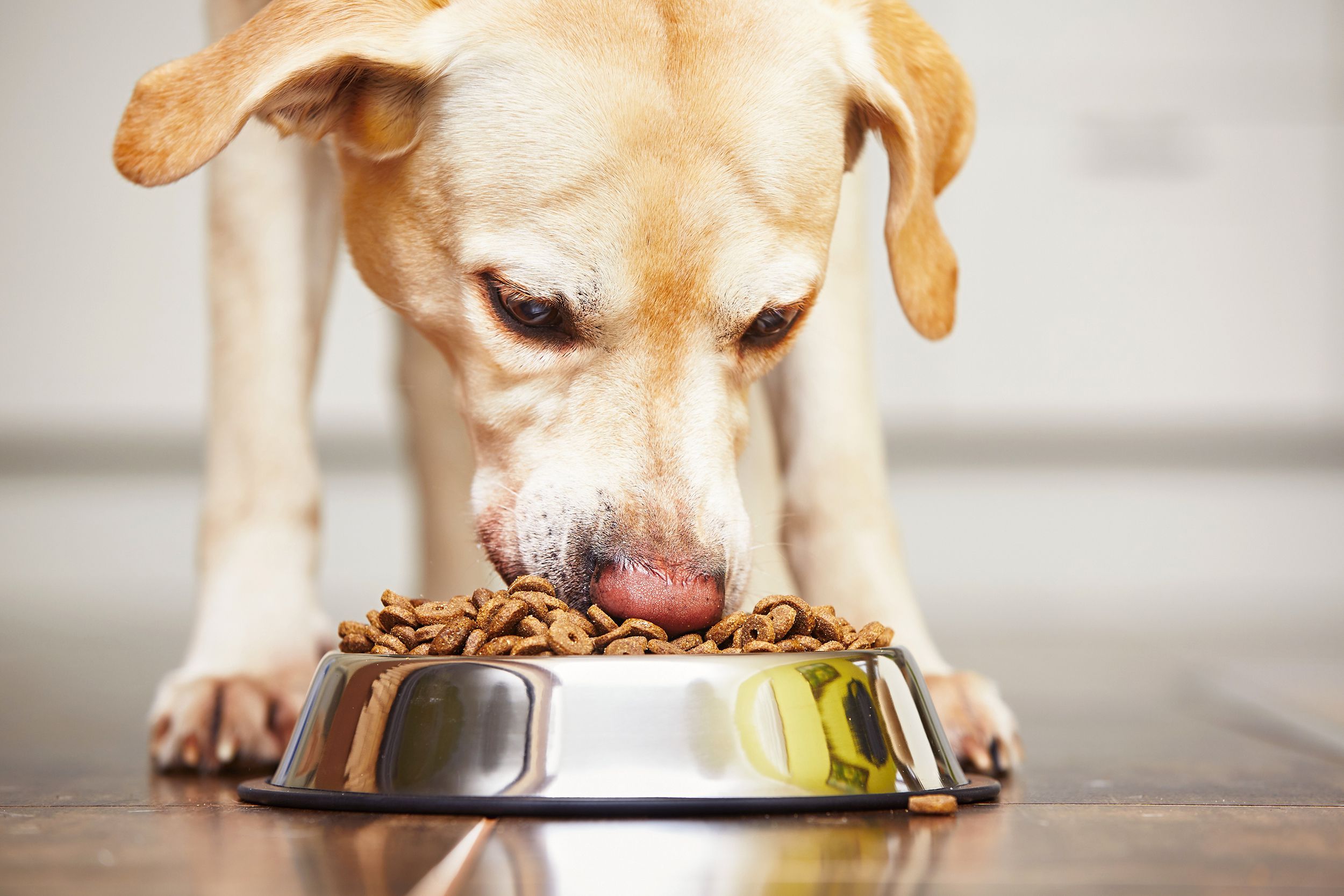 dog eating food from bowl