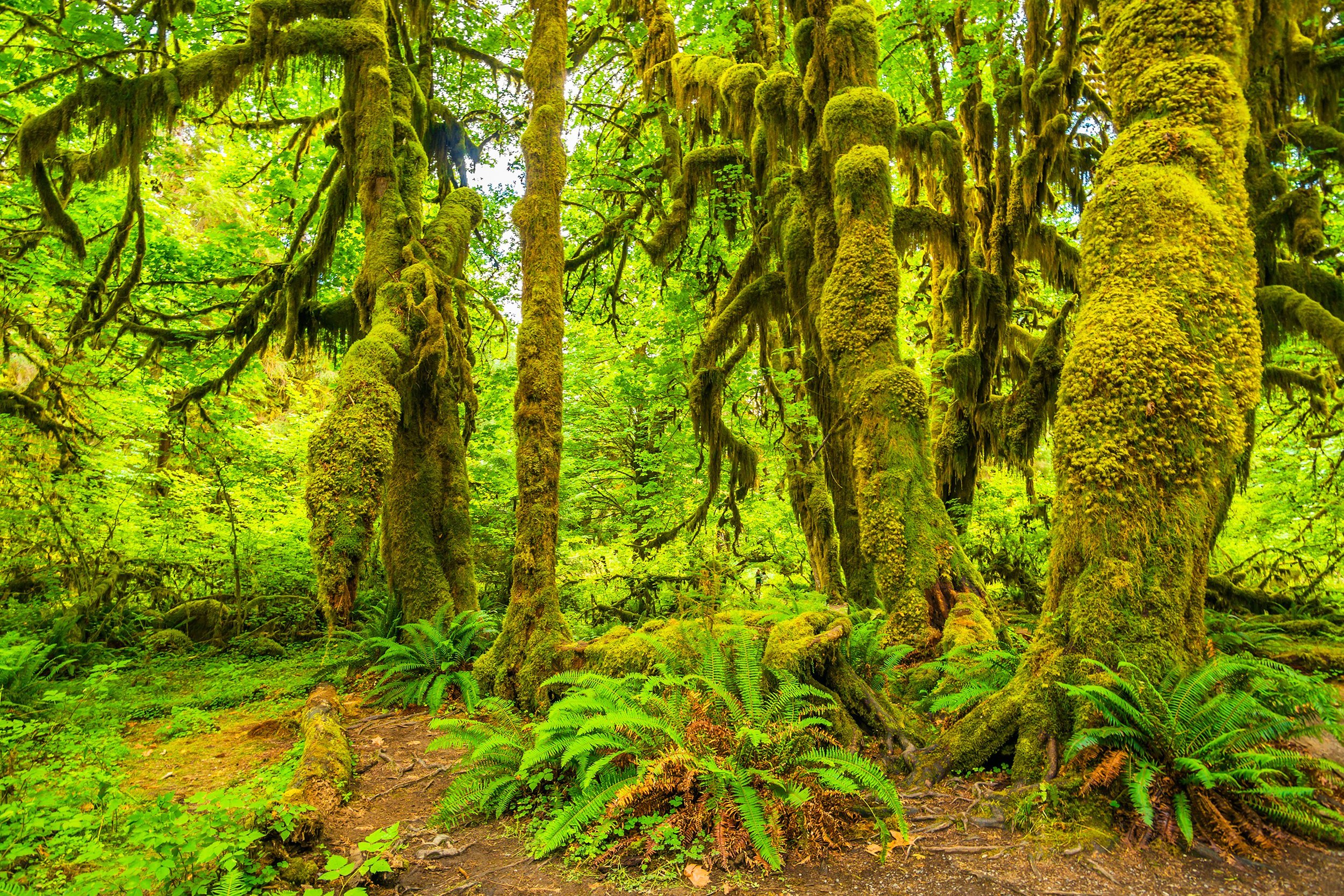 Olympic National Park in Washington