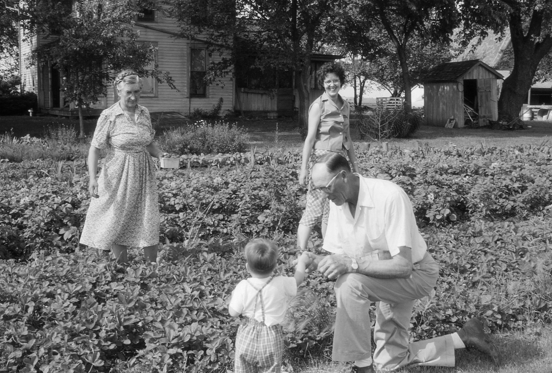 Family picking strawberries in 1960