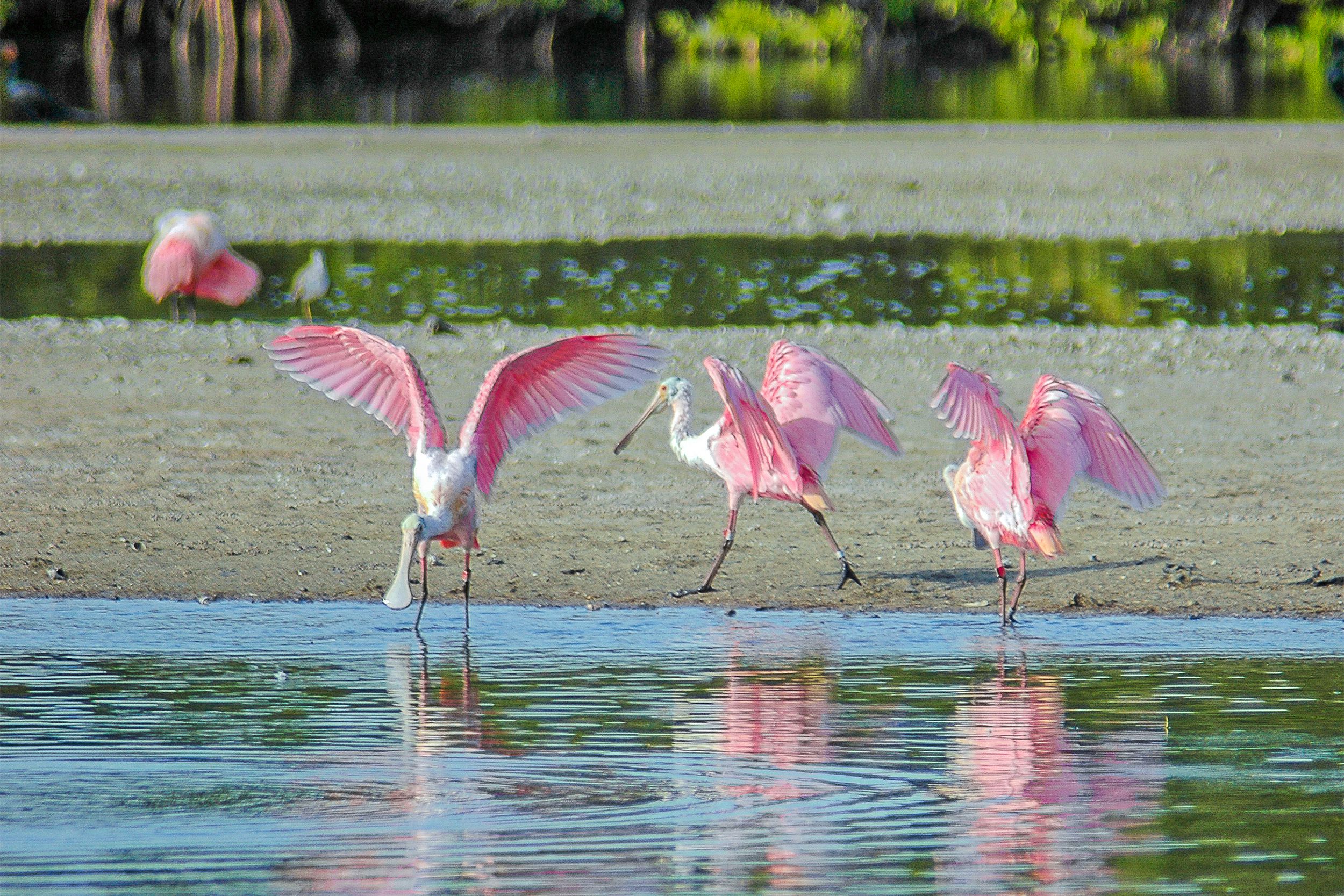 J.N. Ding Darling National Wildlife Refuge