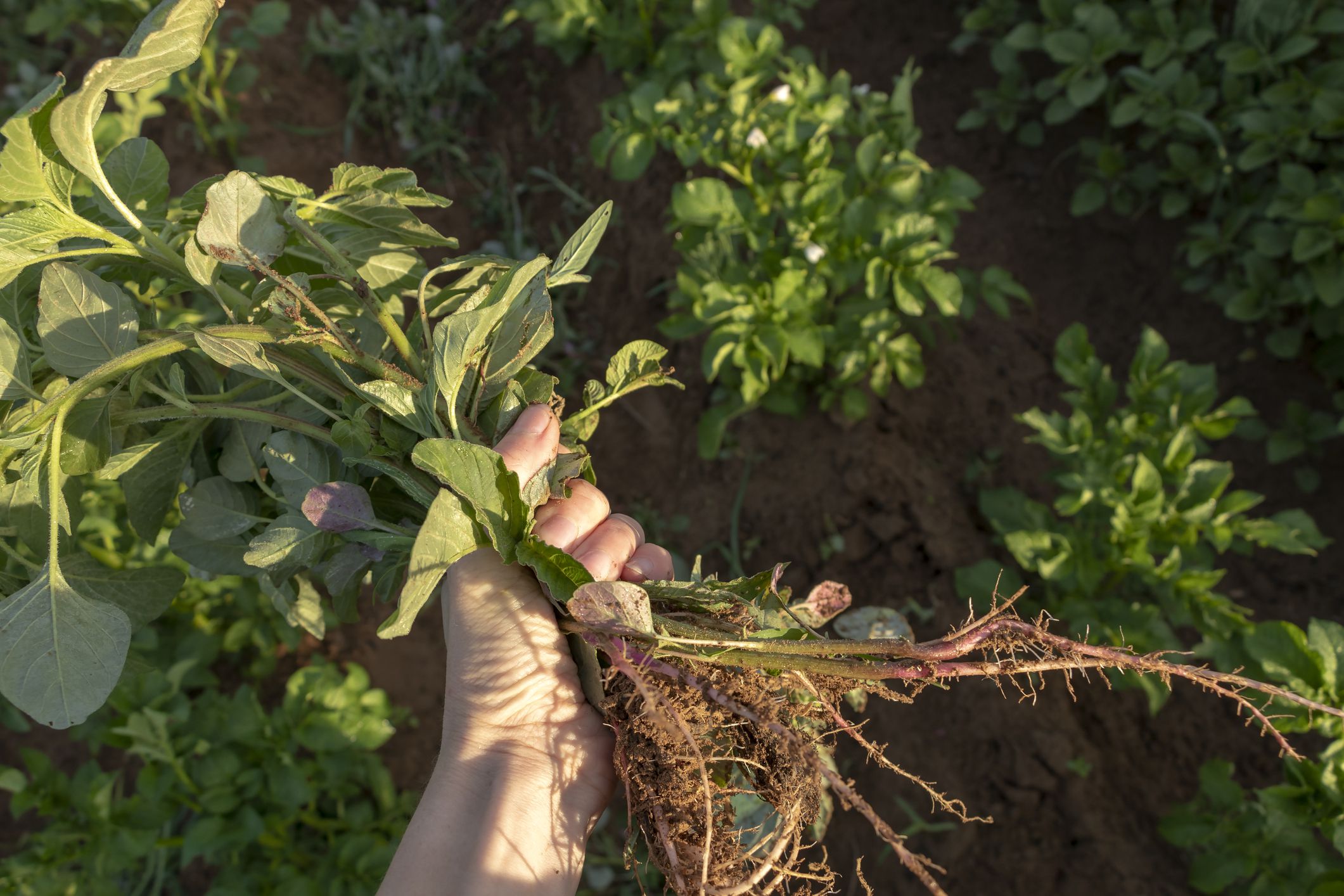 Weeding in the vegetable garden, closeup