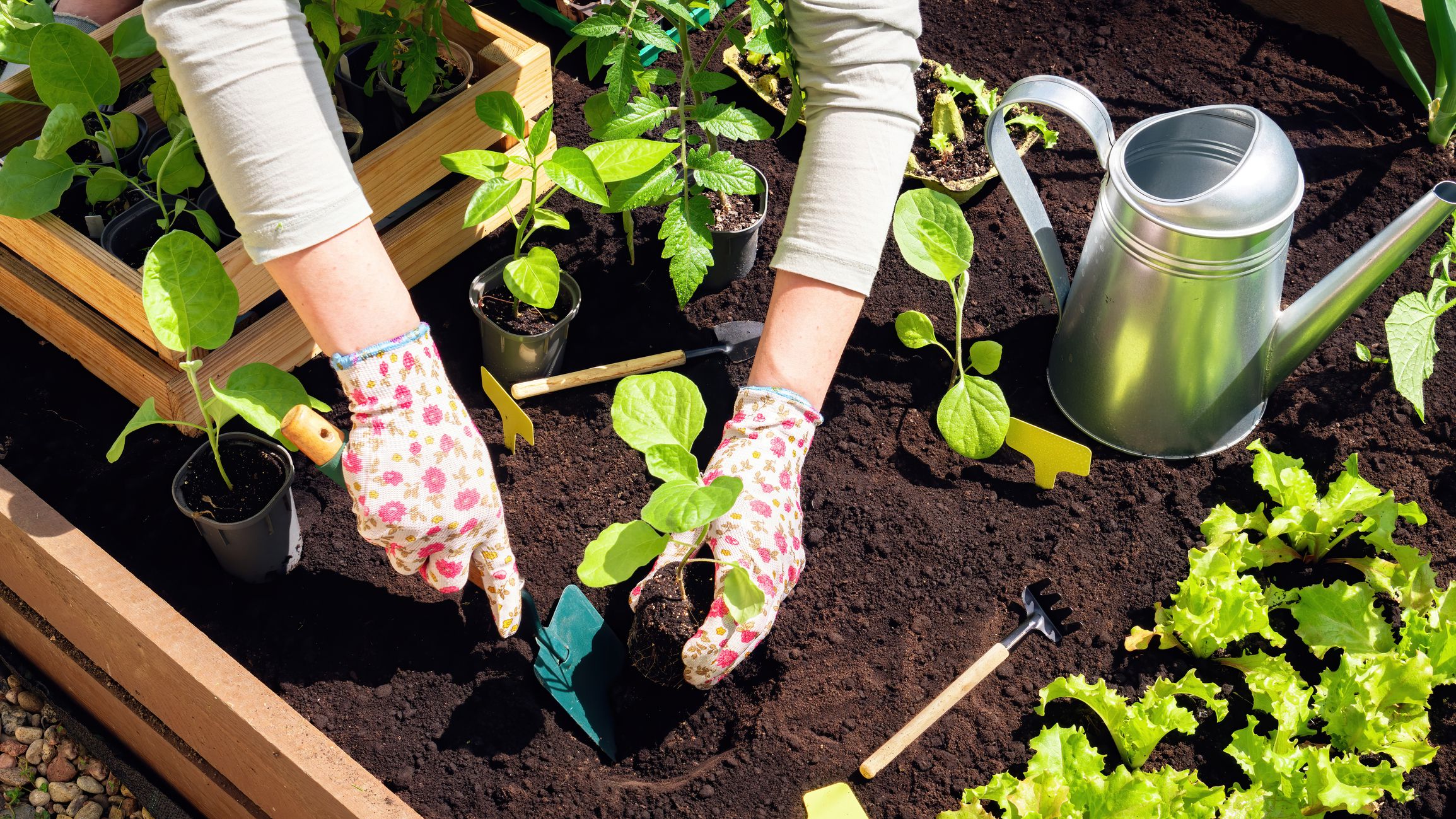 Transplanting of vegetable seedlings into black soil in the raised beds. Growing organic plants in wooden raised beds as a hobby. The farmer's gloved hands are digging a hole in the black soil.