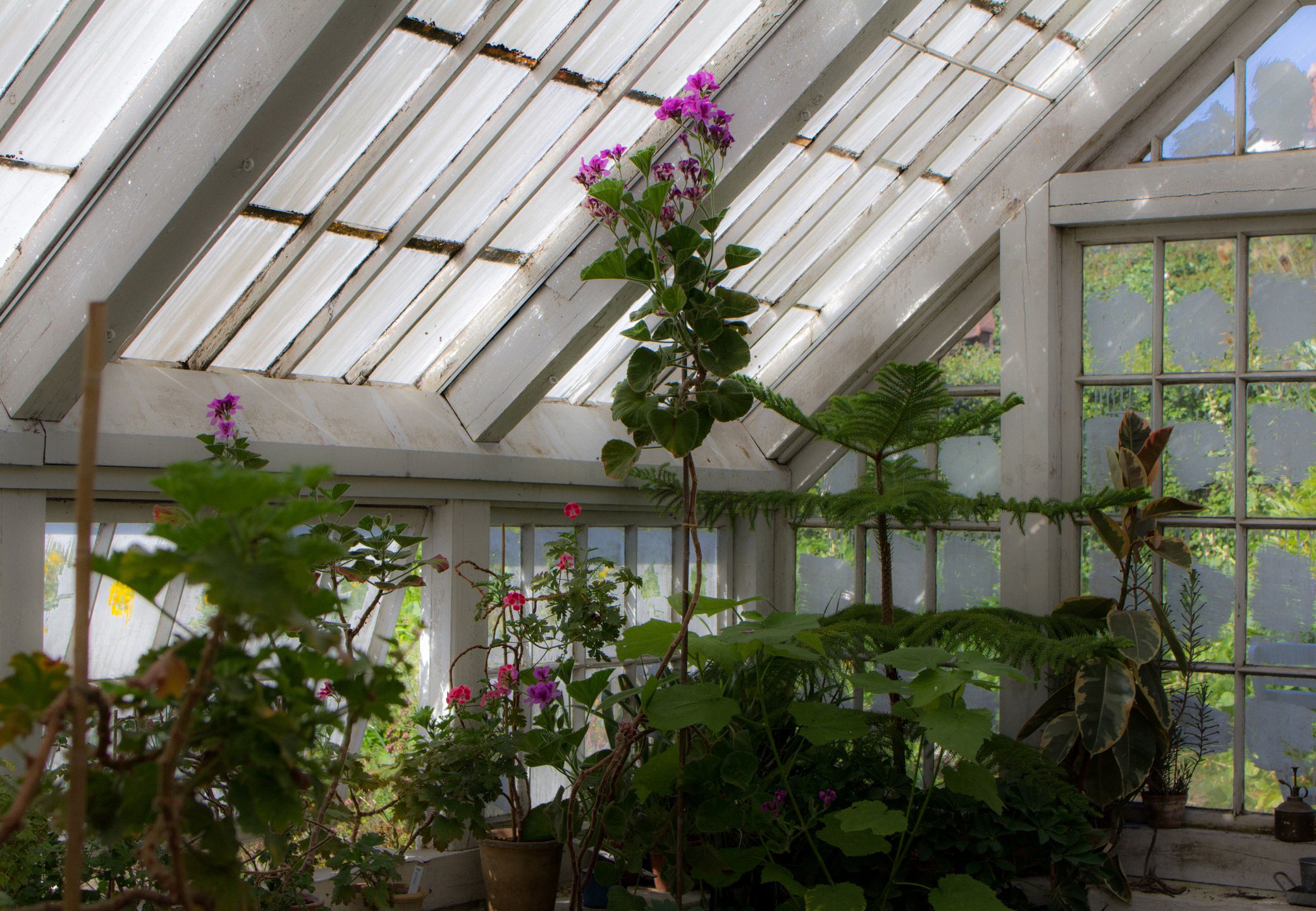 The beautiful old Danish greenhouse