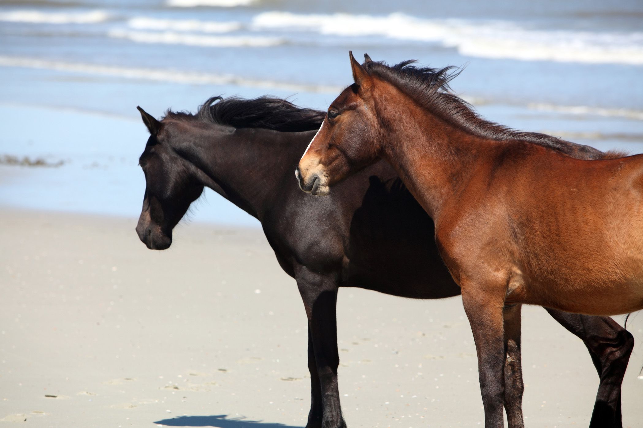 horses on beach at cumberland island