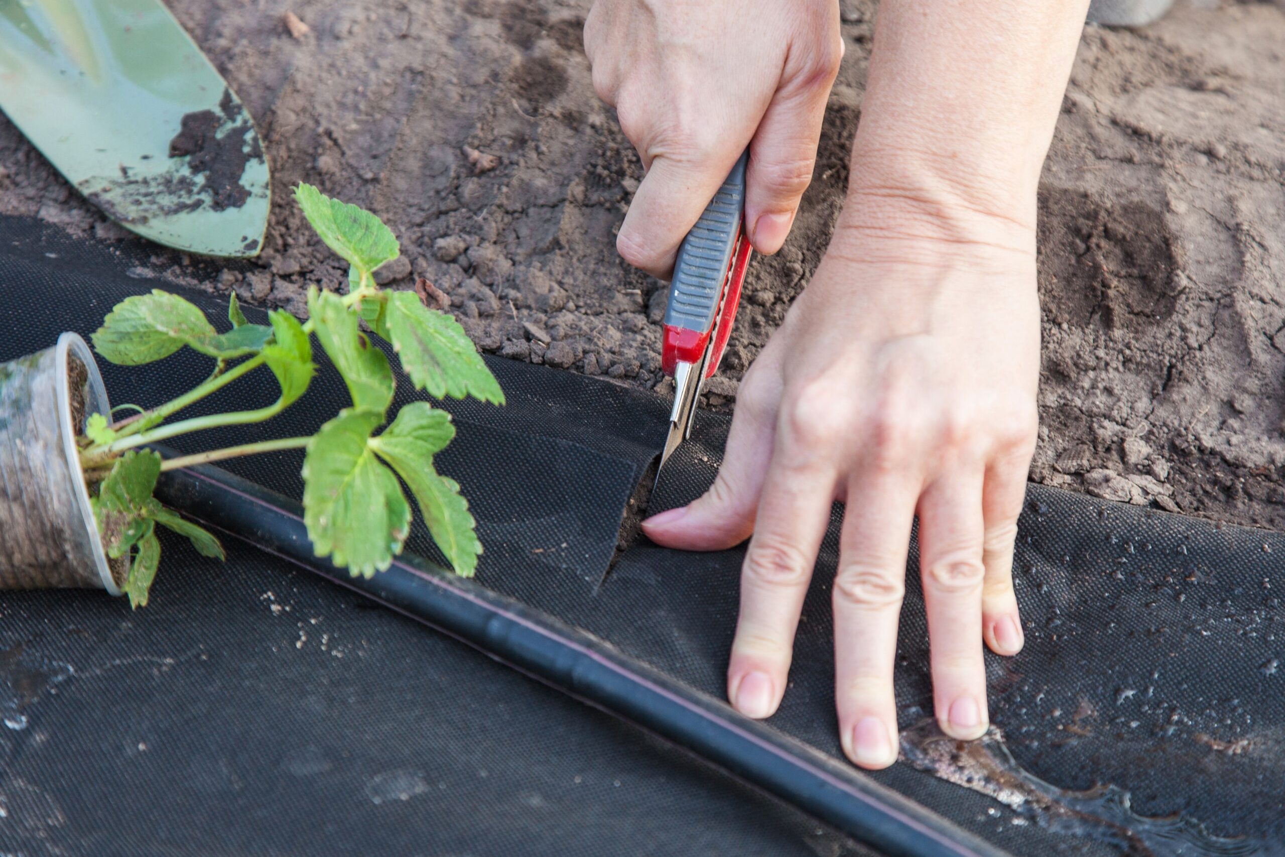 Planting strawberry seedling on spunbond, cutting out a hole for seedlings, guide step by step