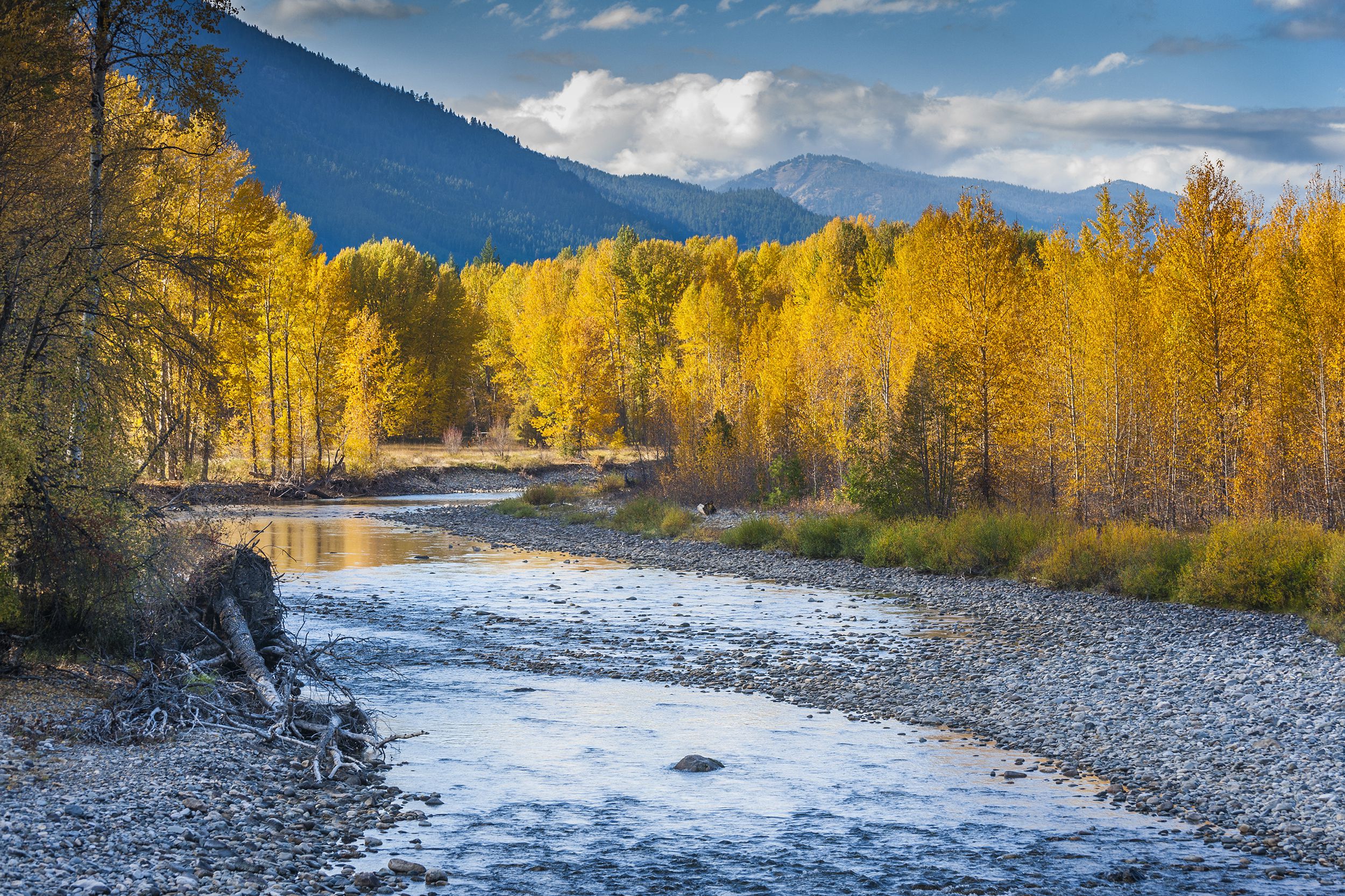 yellow conifer trees in fall, North Cascades National Park