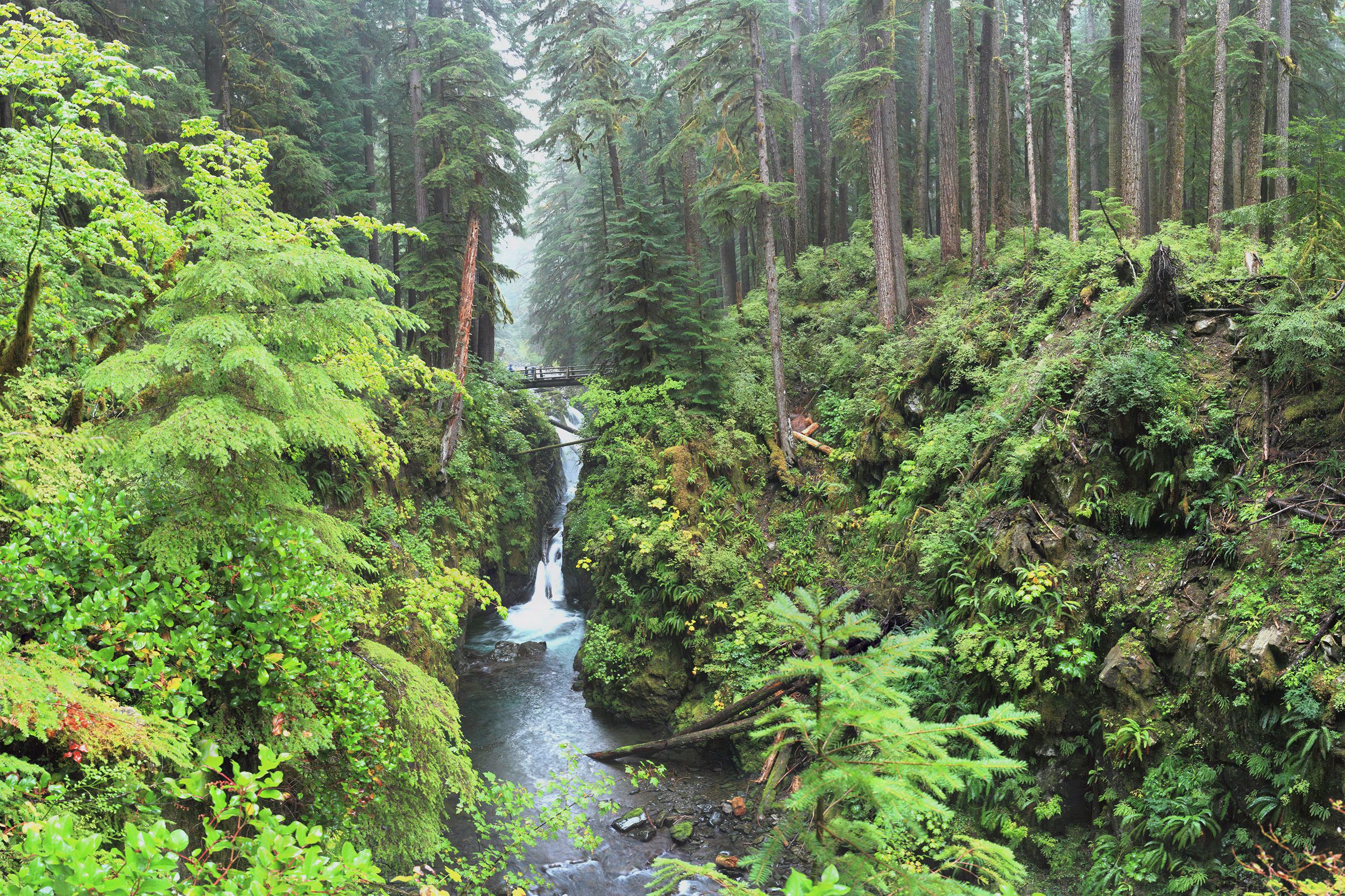 Hoh Rain Forest, Olympic National Park