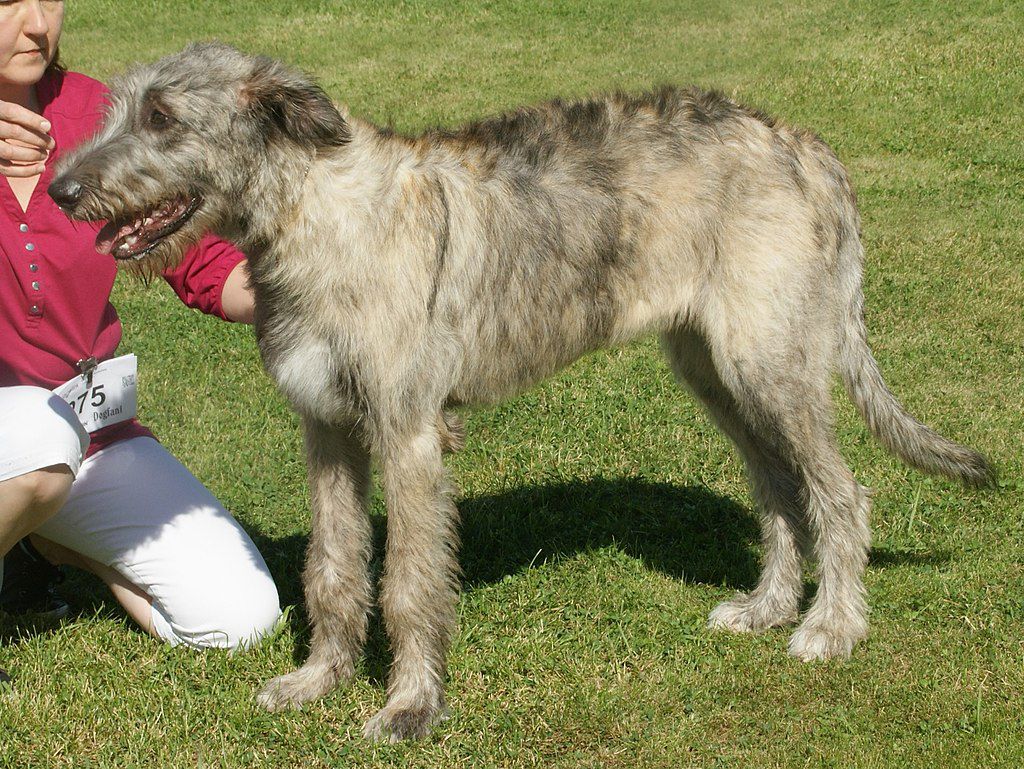 Irish Wolfhound