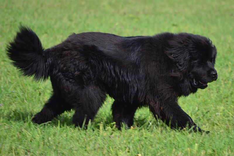 Newfoundland