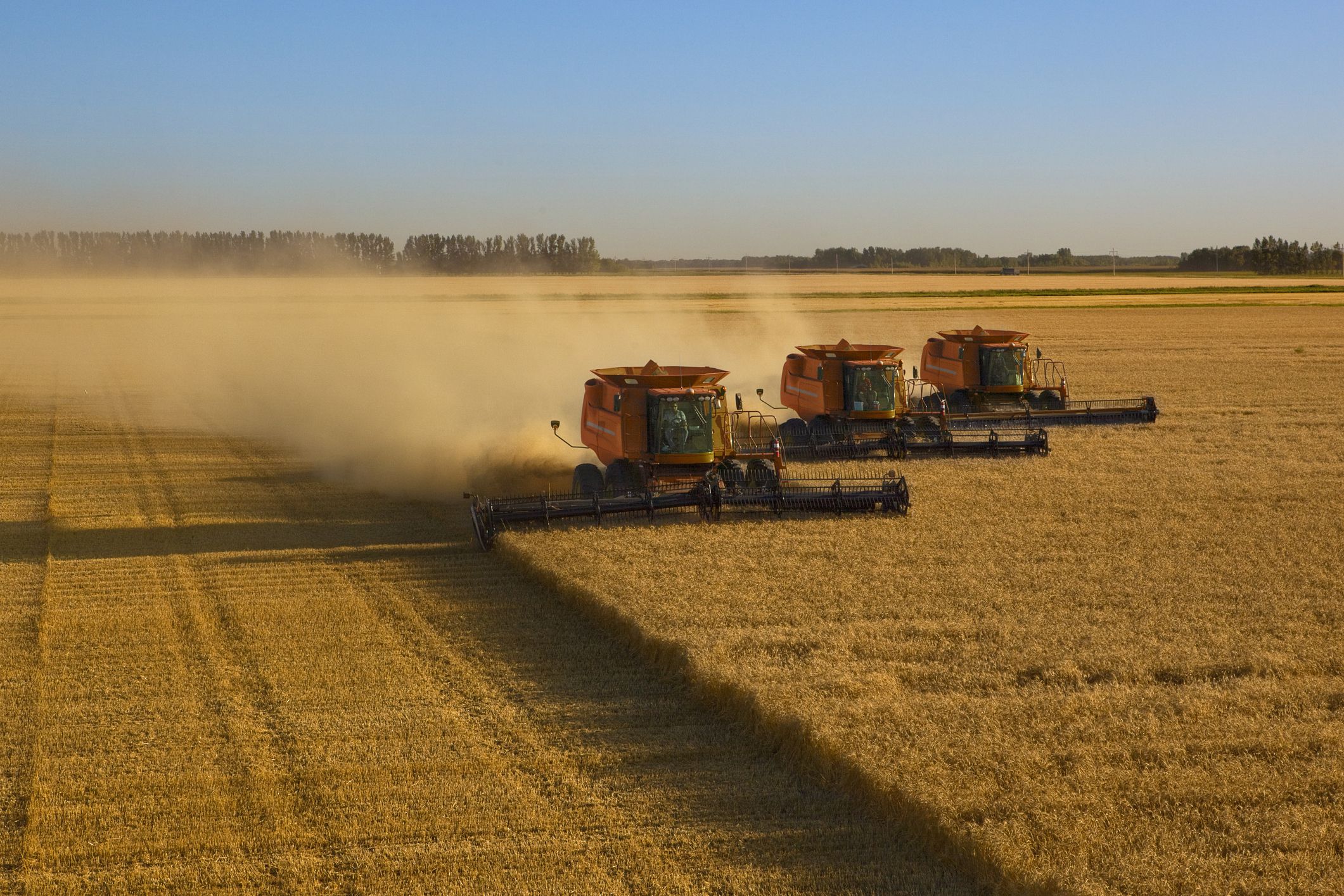 Three combines guided by GPS technology, harvest wheat in close formation.