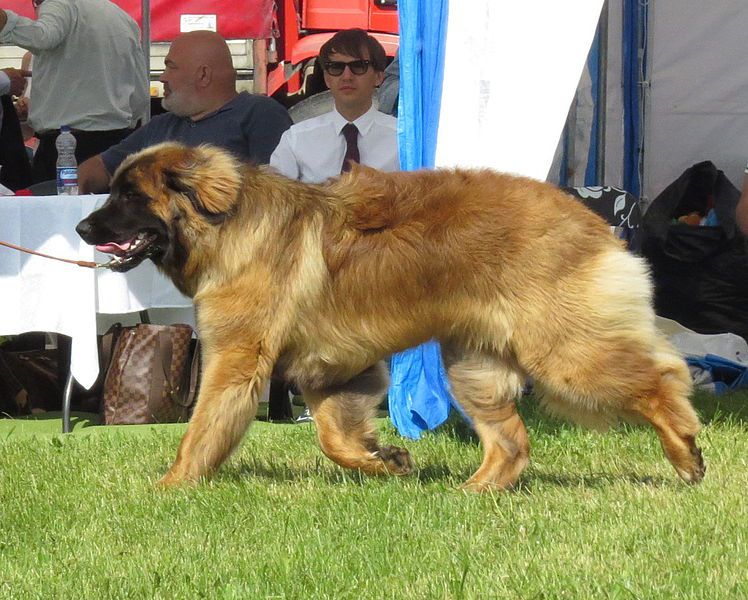 Leonberger