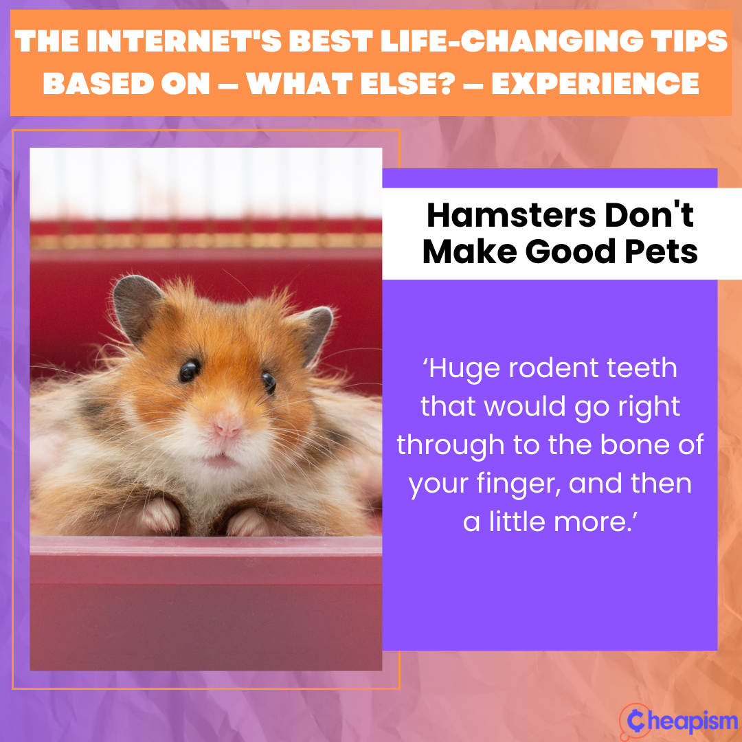 Never Buy a Hamster