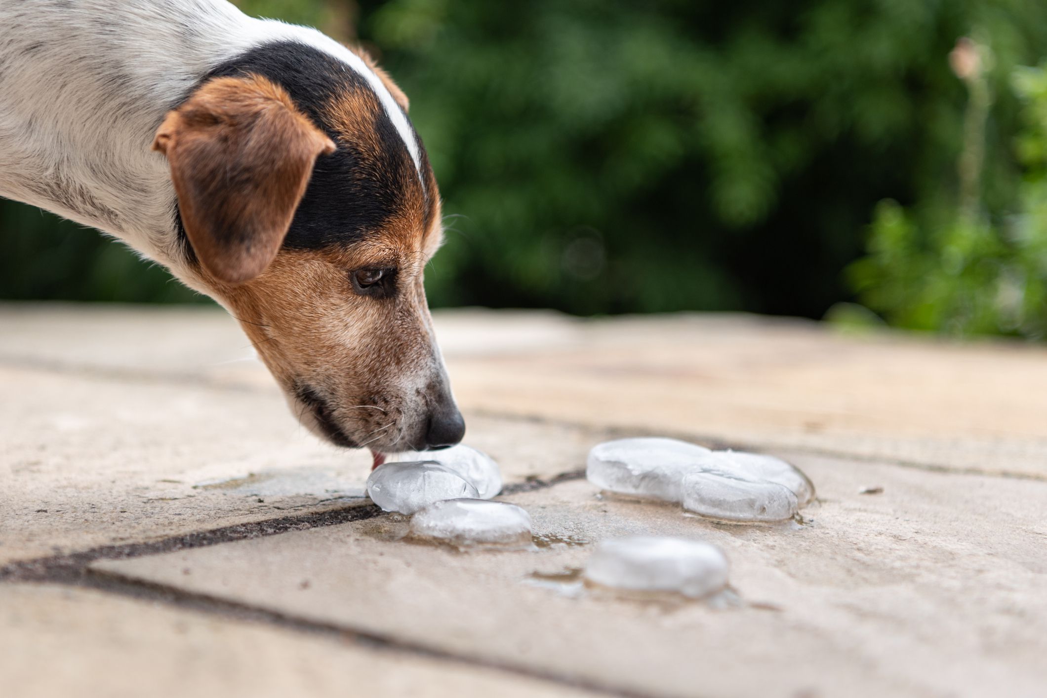 Smooth Jack Russell Terrier 11 years old. Dog in heat summer quenches his thirst on an ice cube