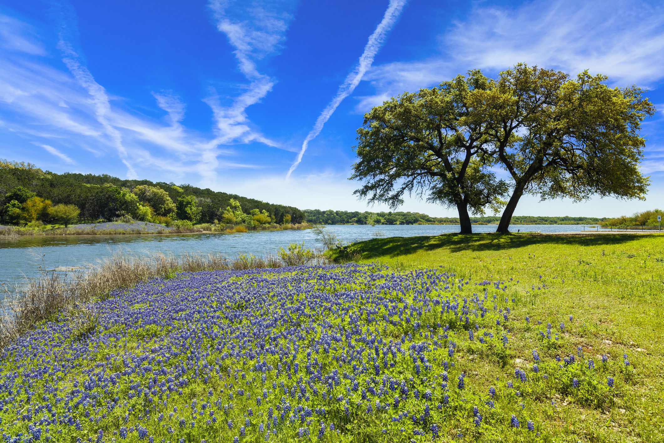 Beautiful bluebonnets along a lake in the Texas Hill Country.