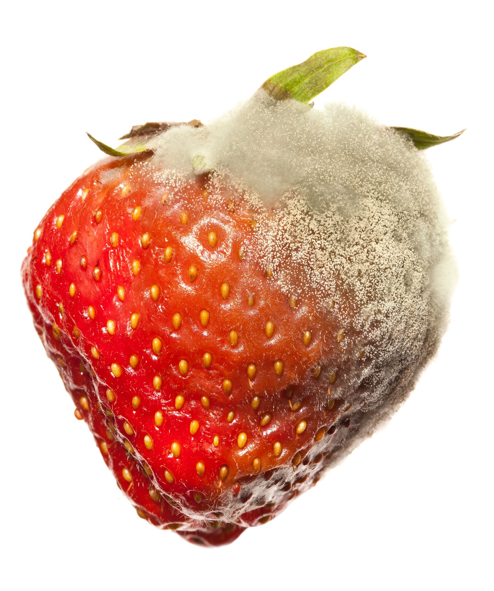 Diseased strawberry with mold started from one corner,, other half is intact.