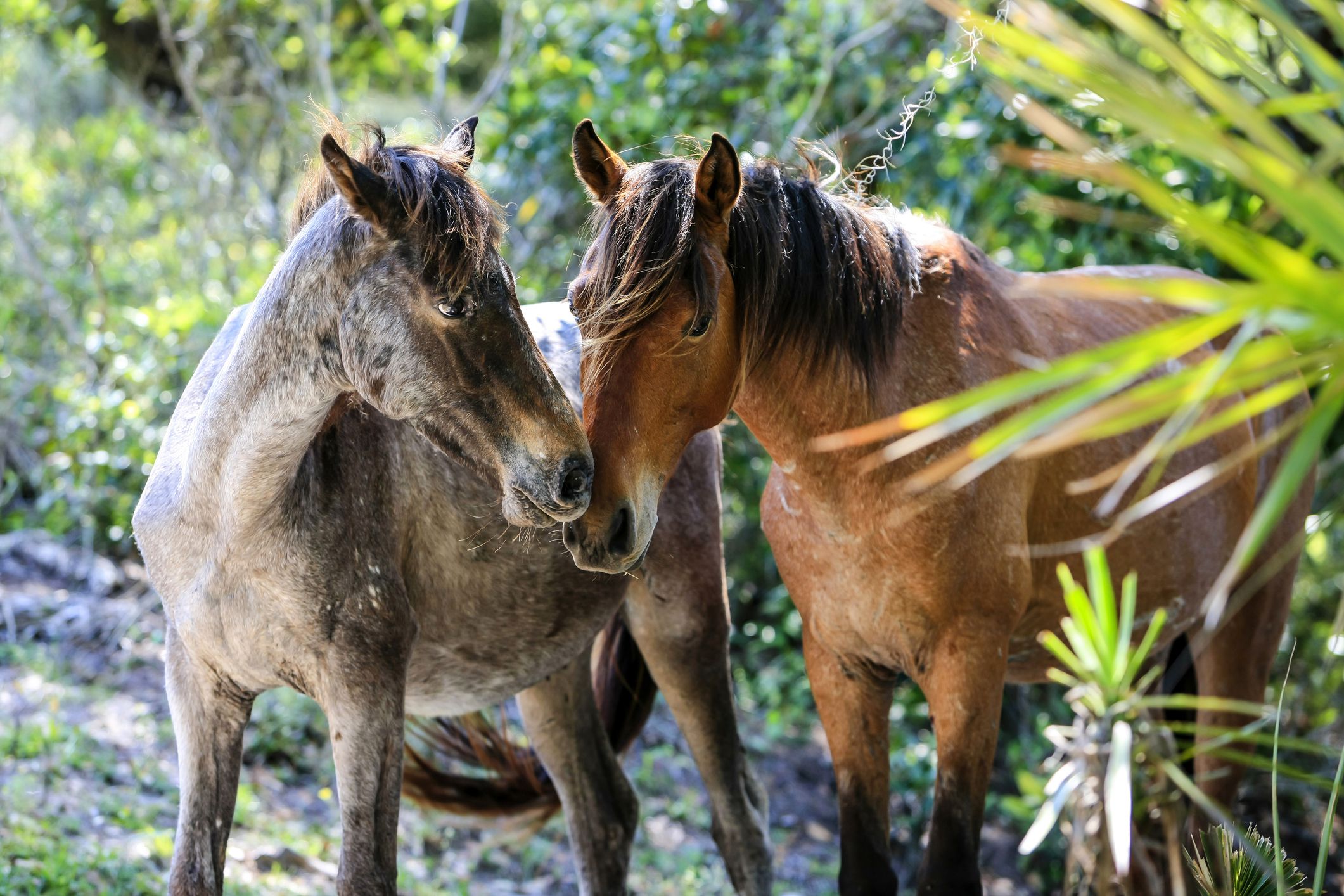 Georgia: Cumberland Island