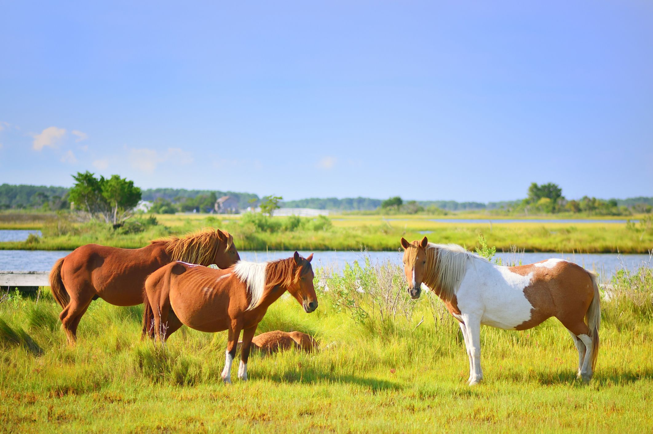 Maryland: Assateague Island