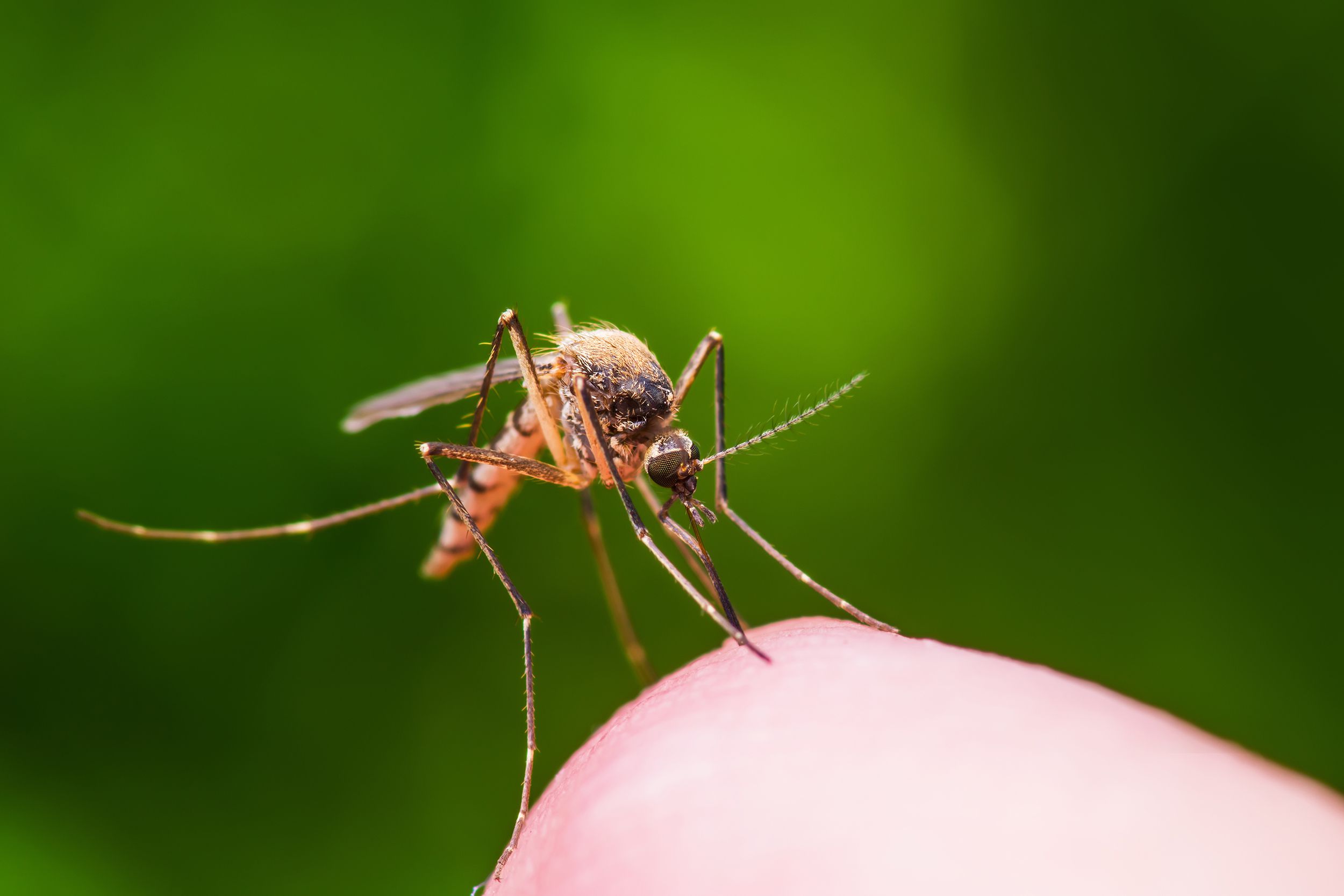 mosquito biting skin of person
