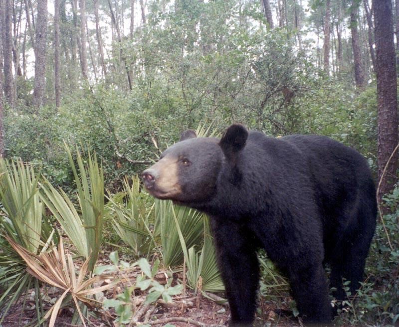 florida black bear