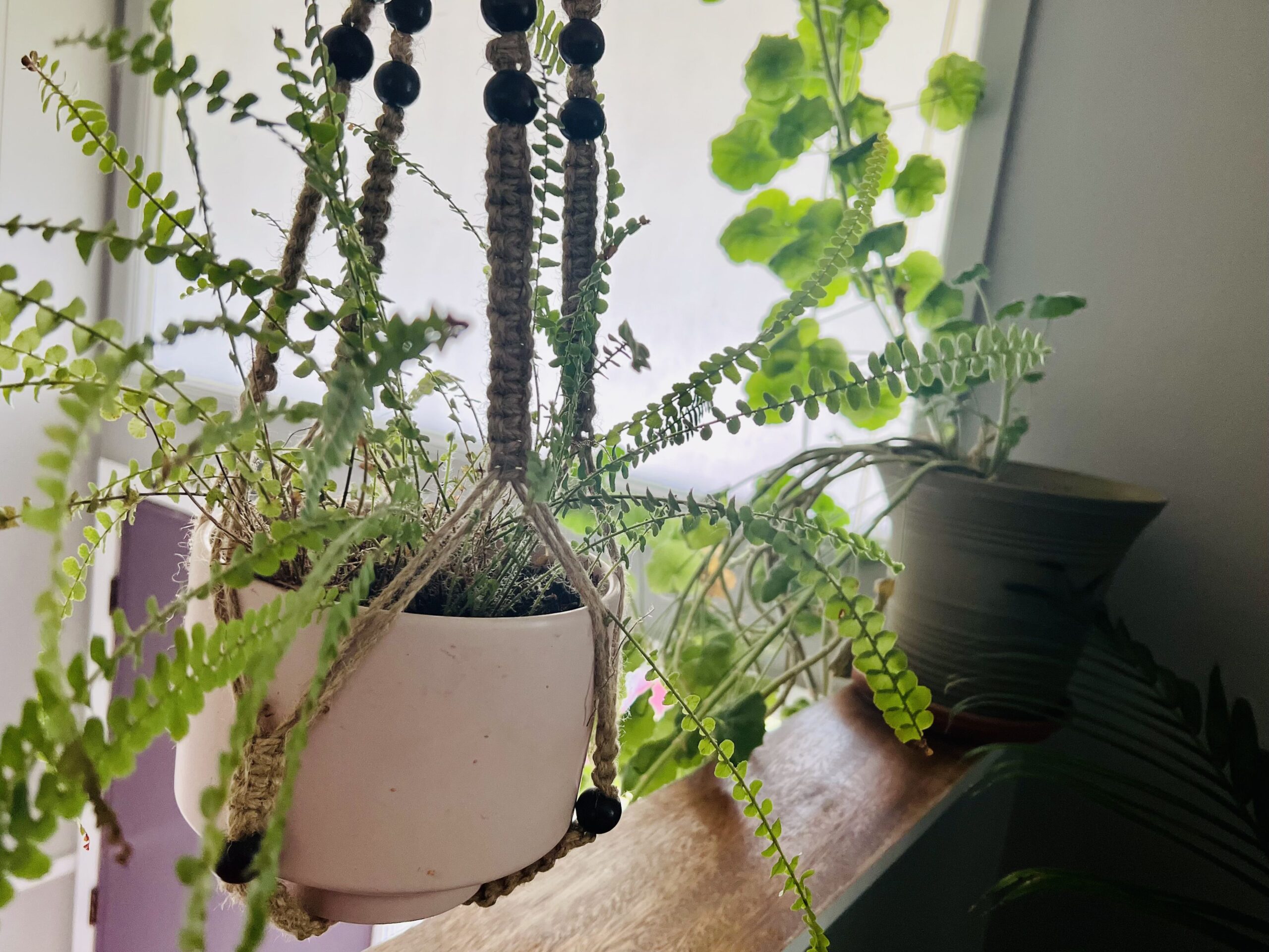 A fern hangs in the foreground next to a frosted window that provides indirect light.
