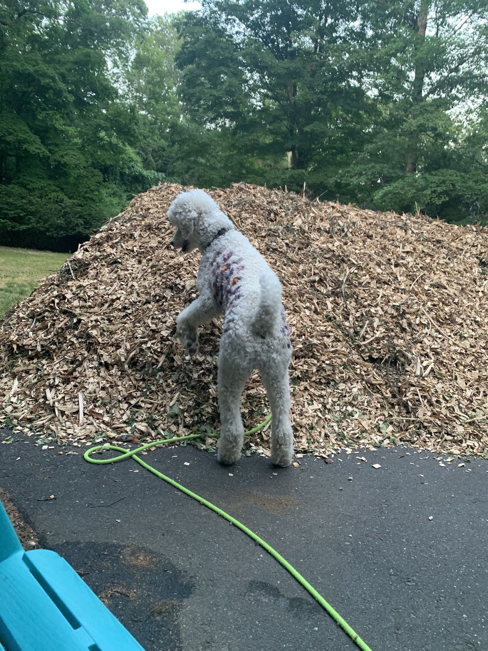 dog on wood chips