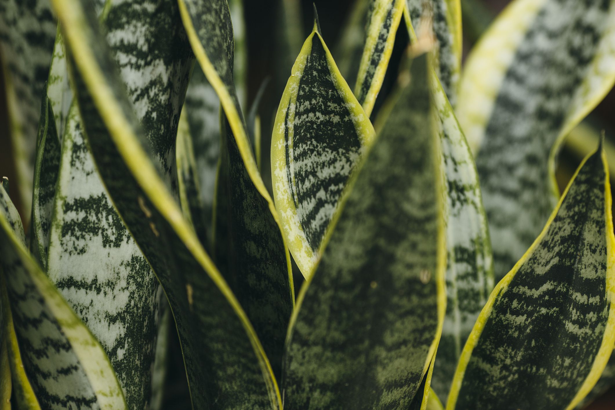 Crete, Greece, Plant, Wallpaper - Decor, Abstract, Aloe