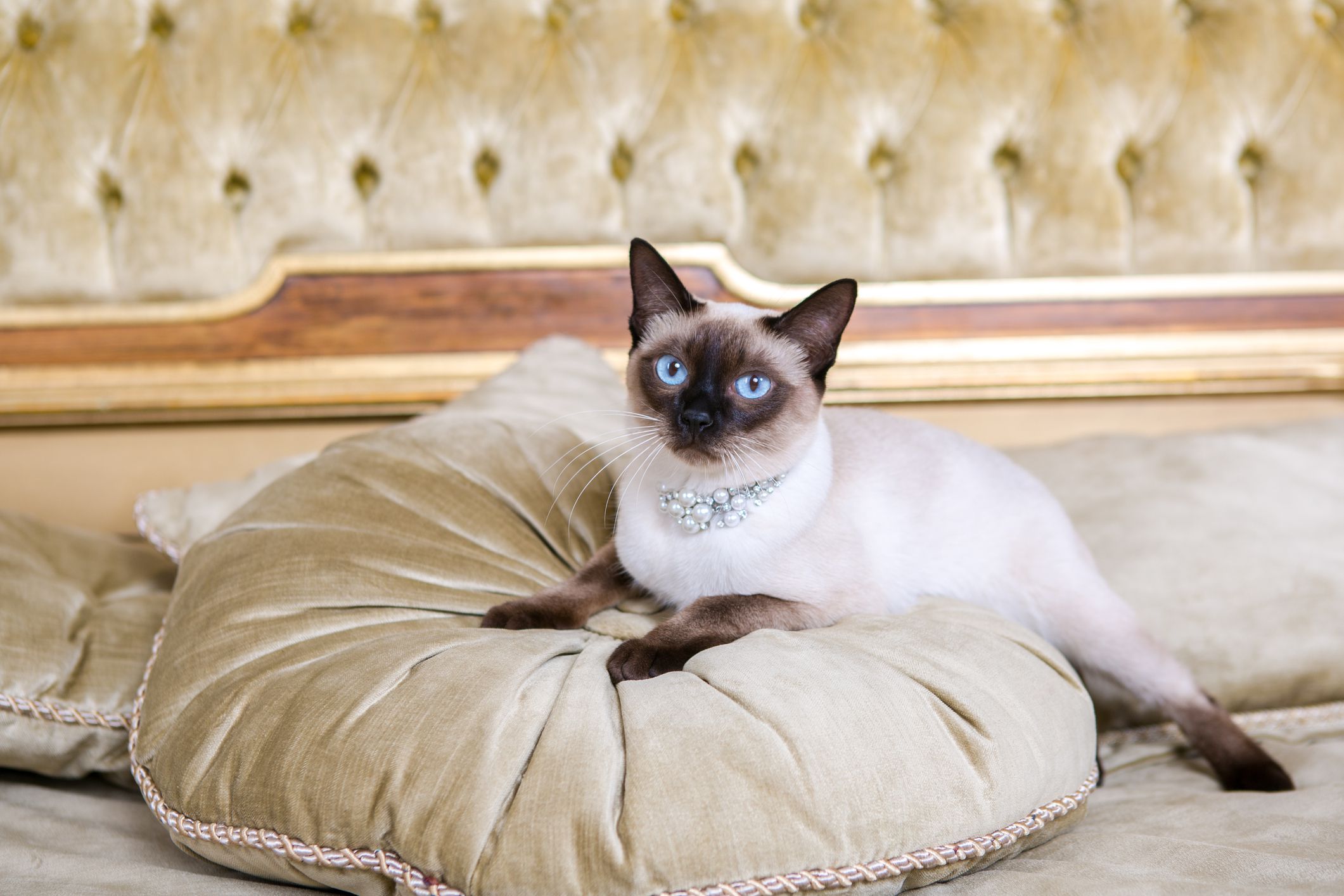 The theme is luxury and wealth. Young cat without a tail thoroughbred Mecogon bobtail lies resting on a big bed on a pillow in a Renaissance Baroque interior in France Europe Versailles Palace.